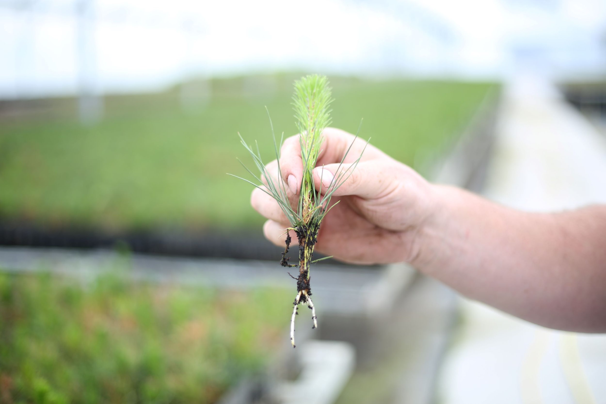 Attenuata cutting with roots.JPG
