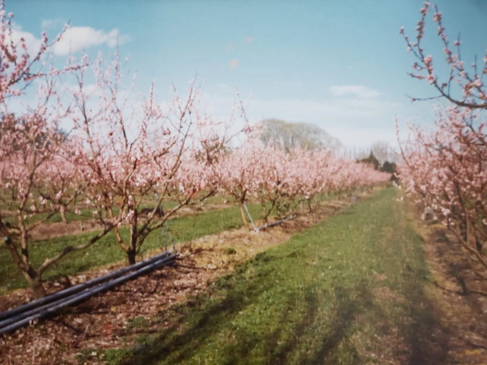 Riverside Horticulture was an orchard back in 1970. Now it grows natives, forestry and landscaping plants.