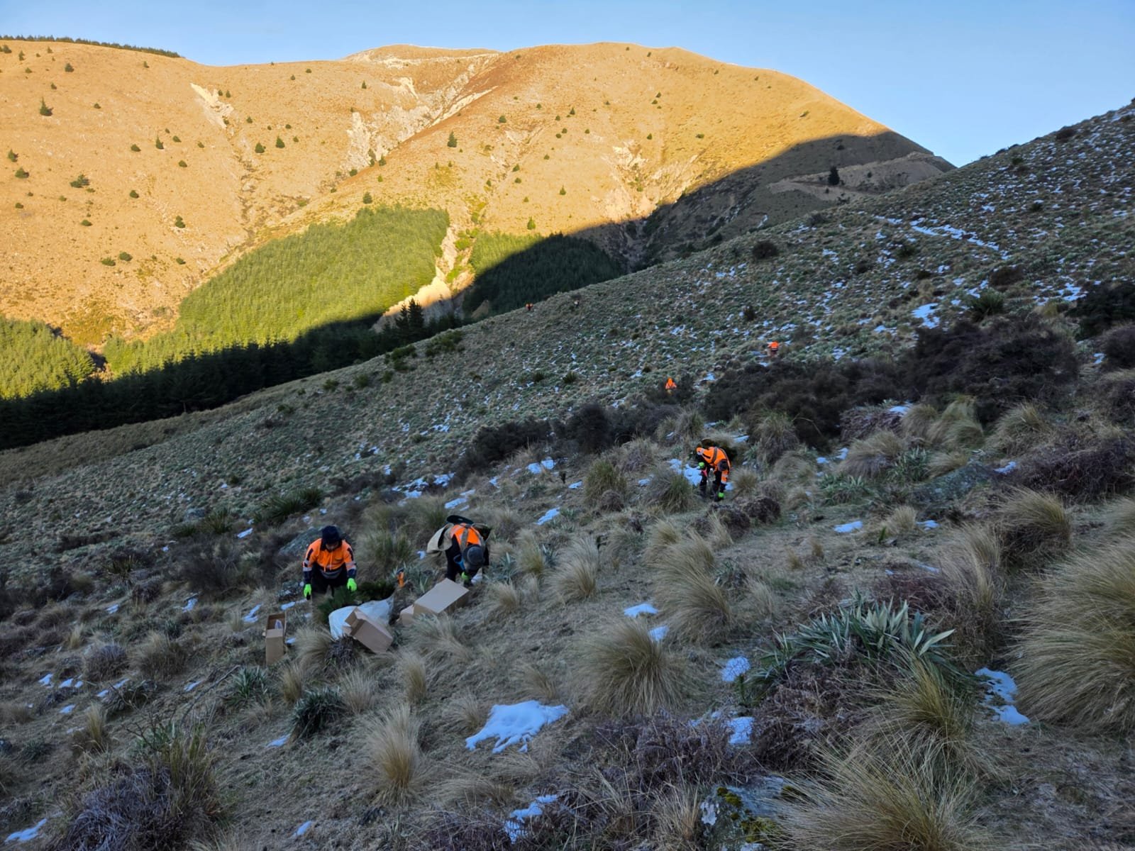 Group of forestry planters in bright orange jackets working on a mountainside with patches of snow and tall grass, surrounded by rugged hills and a clear blue sky.