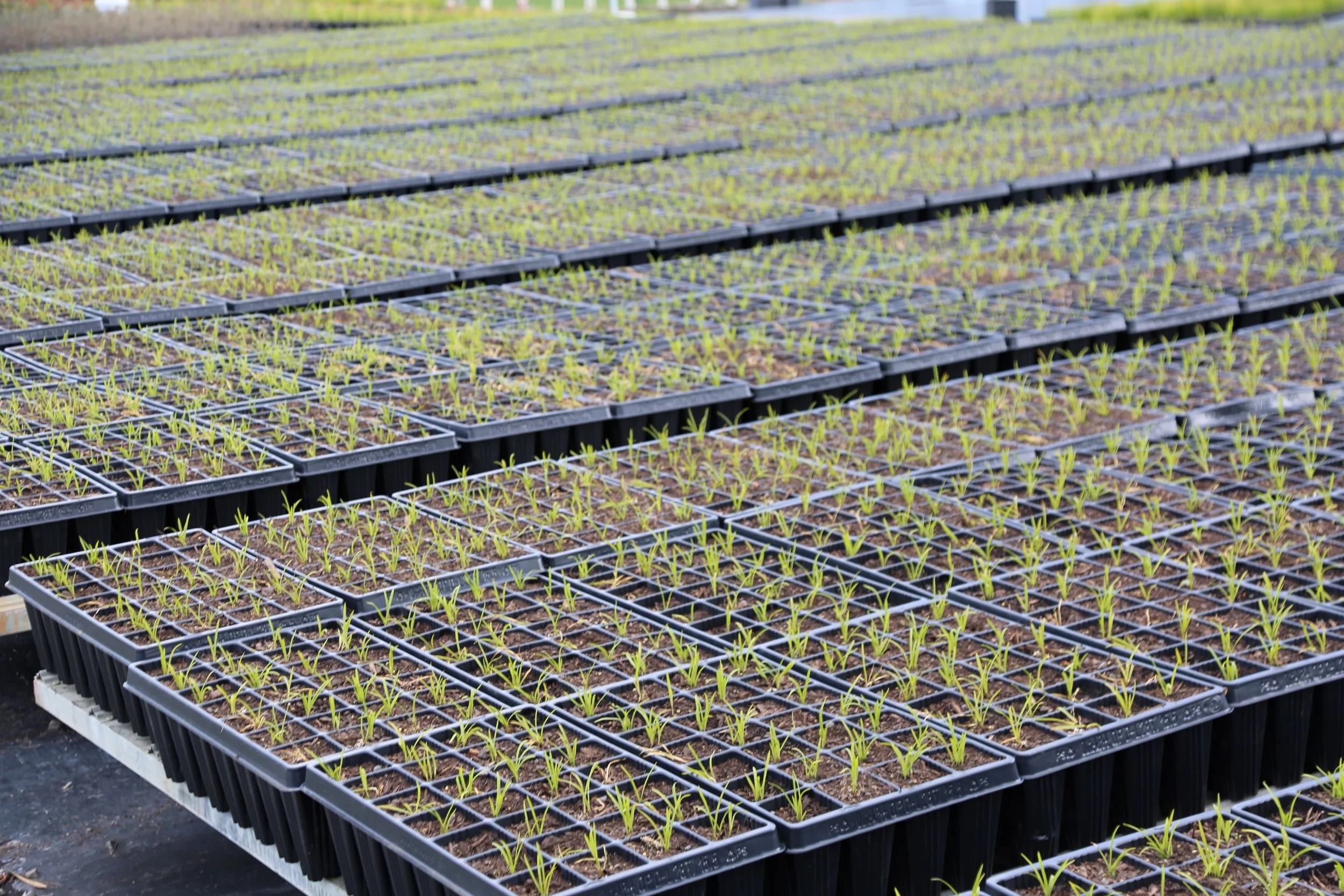 contract growing resized.jpg