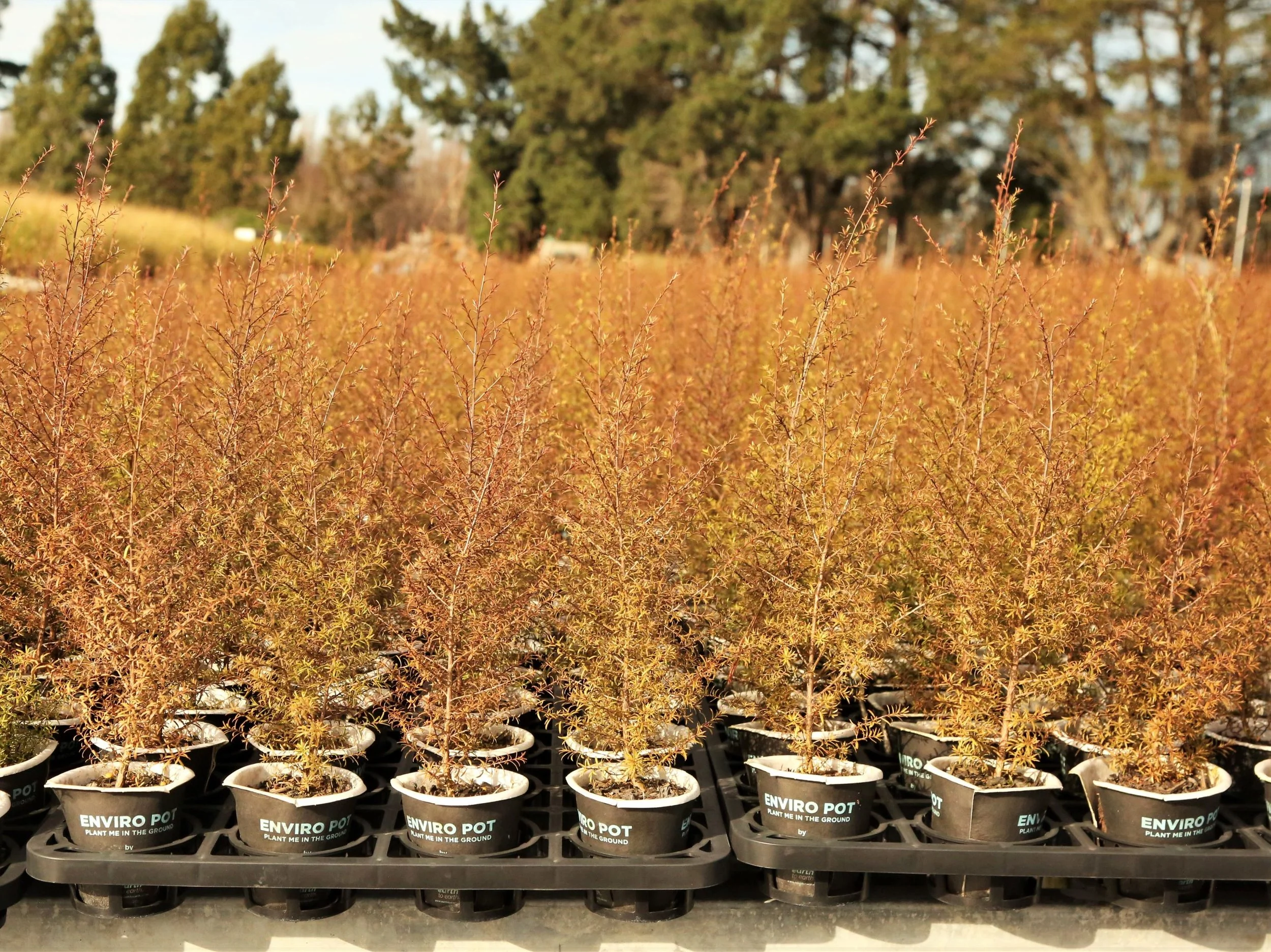 spikeyplantsinenviropotsintrayswideangle resized.jpg