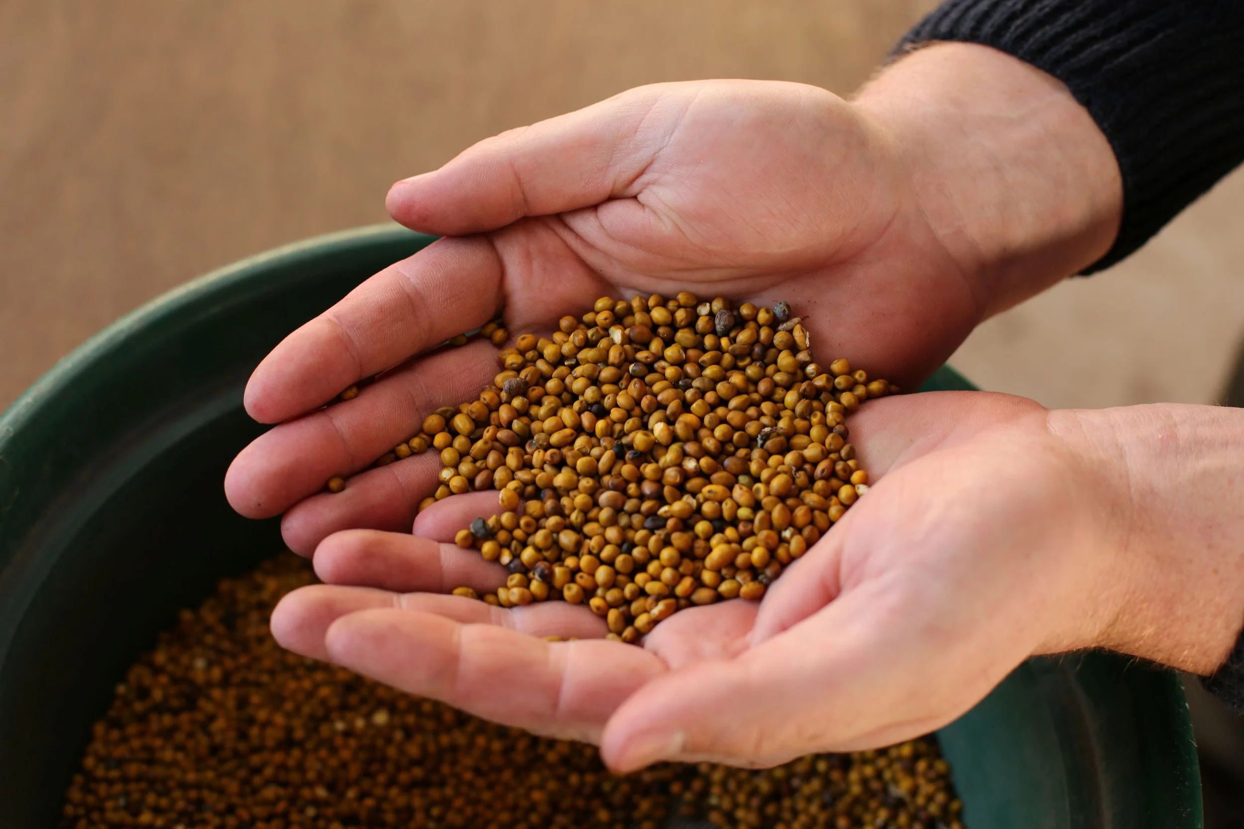 resized native kowhai seeds in hand.JPG