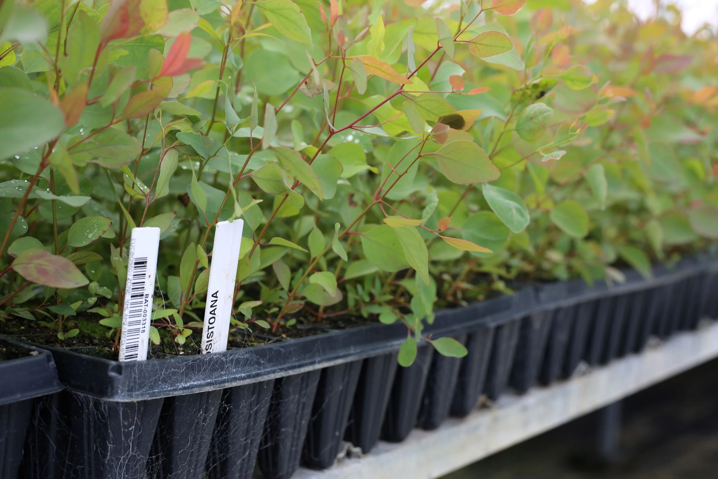 Eucalyptus bosistoana resized.JPG