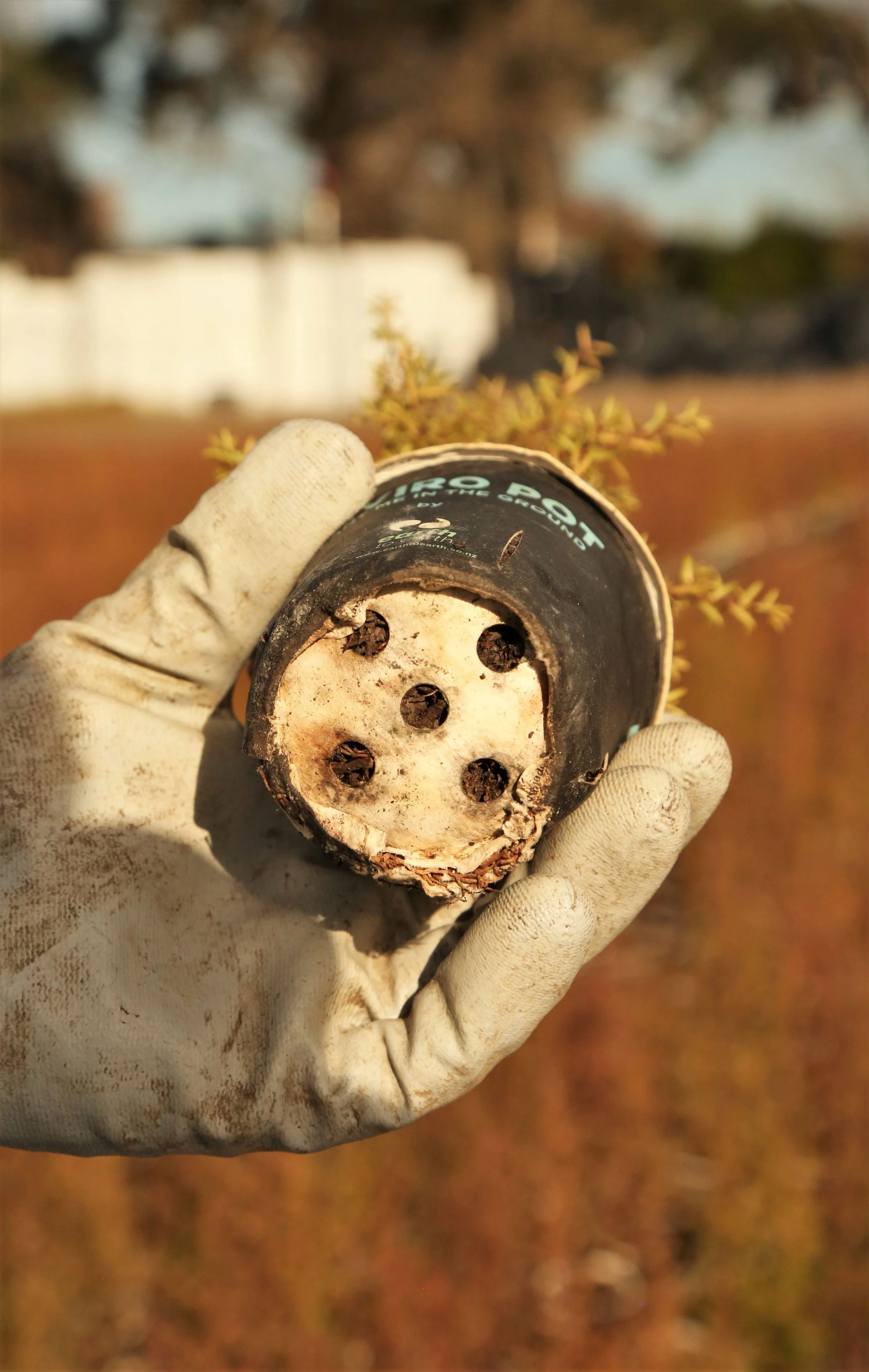 roots of Kanuka in enviropot resized.jpg