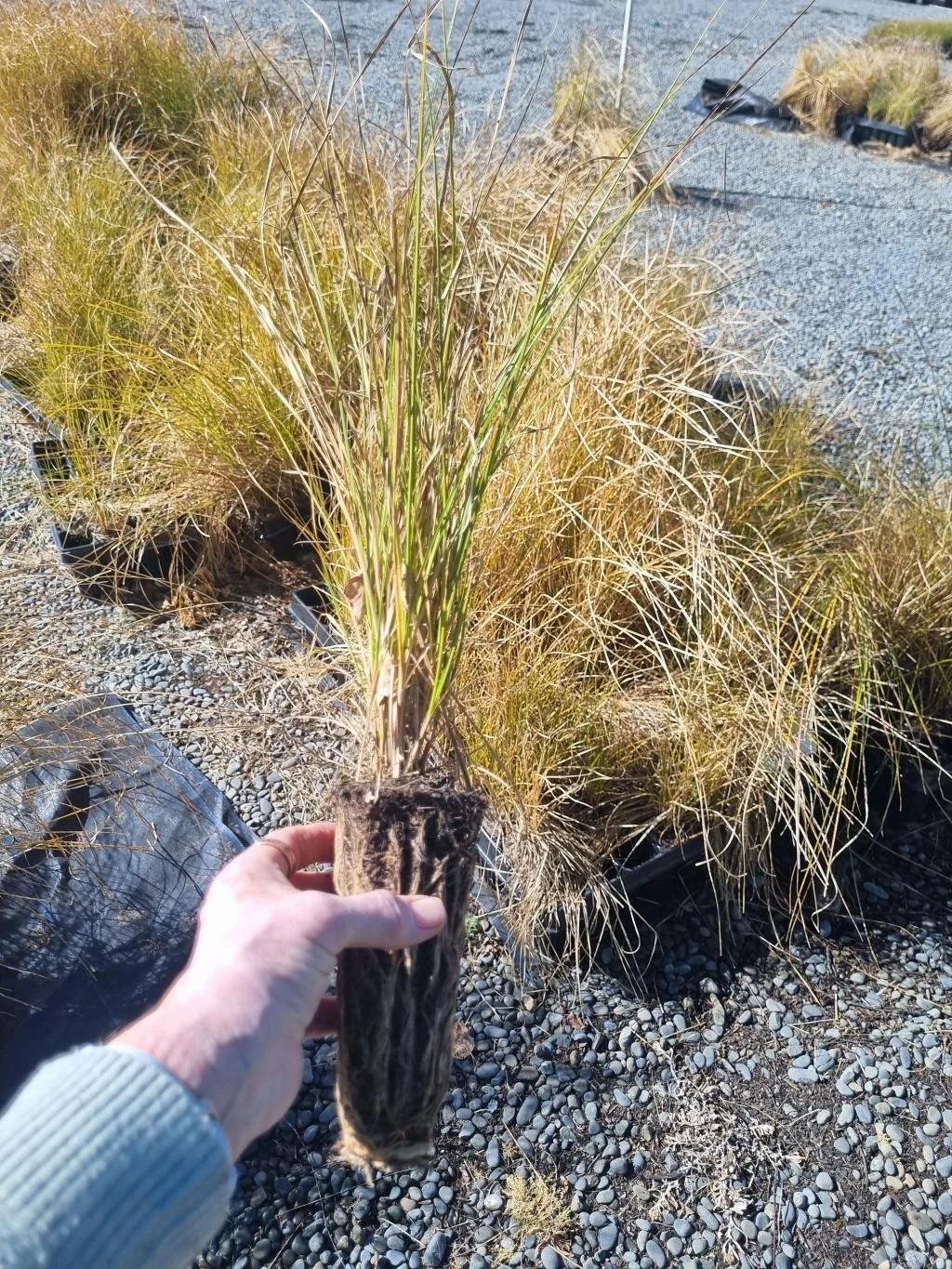 Carex Secta 0.5L - Old Batch 4553