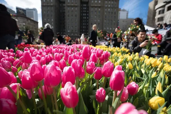 04nytoday-tulips-01-articleLarge.webp