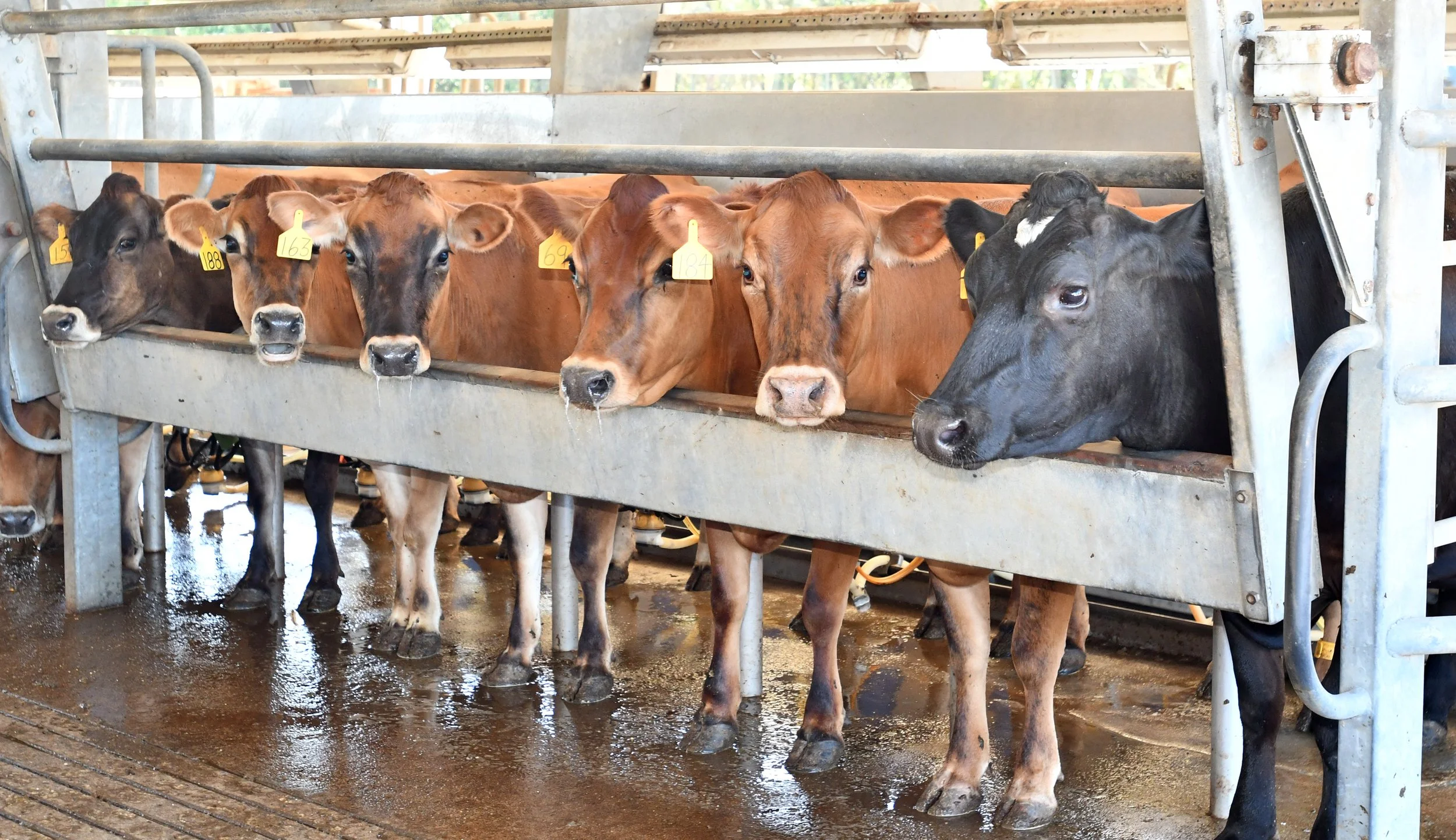 pic 2 cindale curious cows.jpg