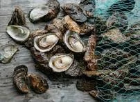 Apalachicola Bay Oysters Return With Limits