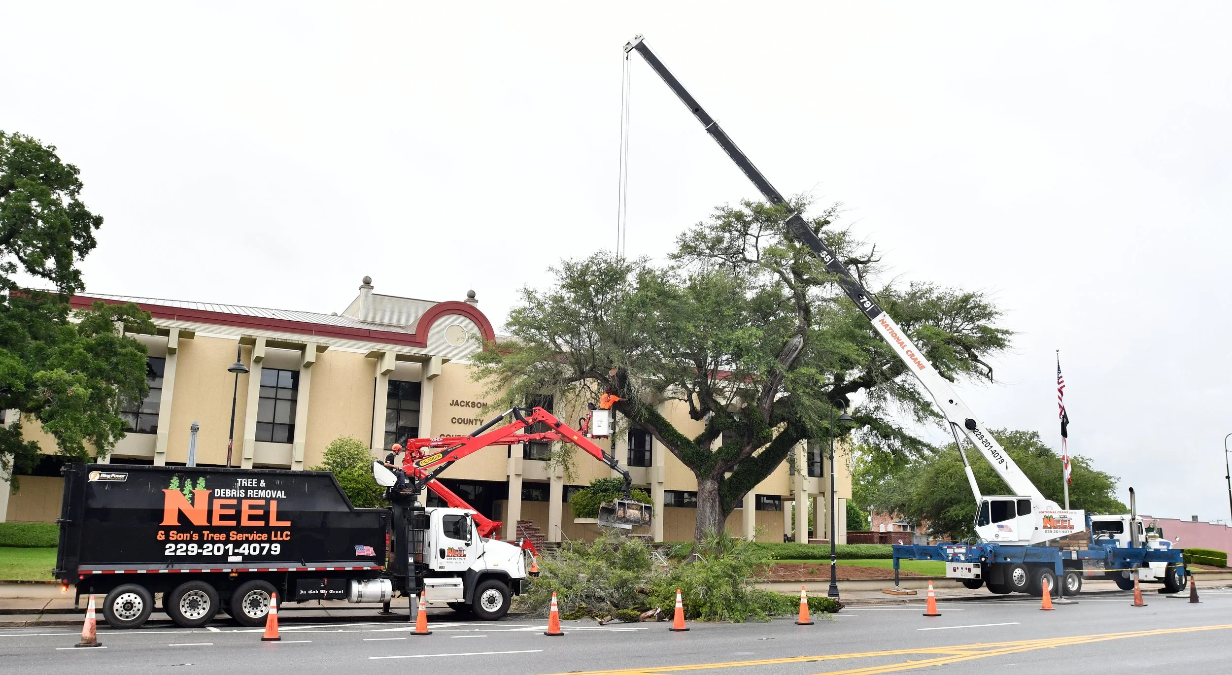 Courthouse Oak Falls, Bellamy’s Legacy Endures