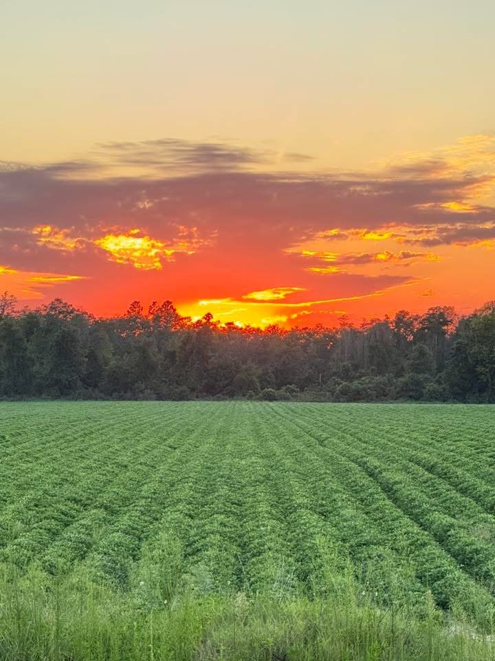 New Farm Bill Puts Panhandle Agriculture Front and Center