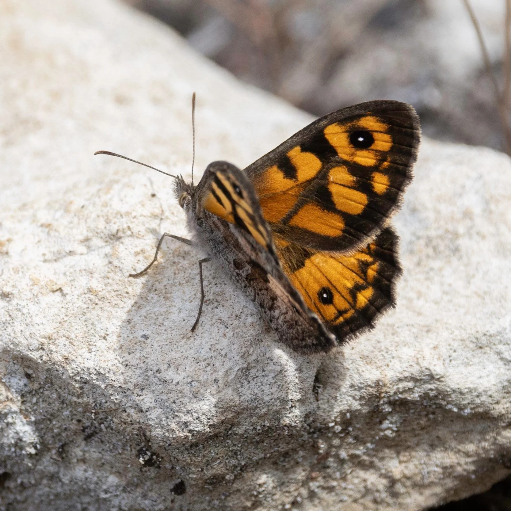 Marbled+Xenica+Butterfly.jpg