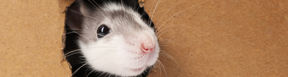 ¿Qué paso en 2025?