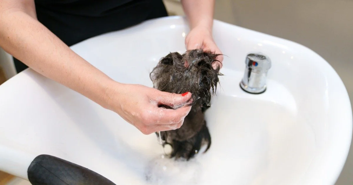 A woman cleaning a hair system that has been removed from its owner in a sink made for hand washing.