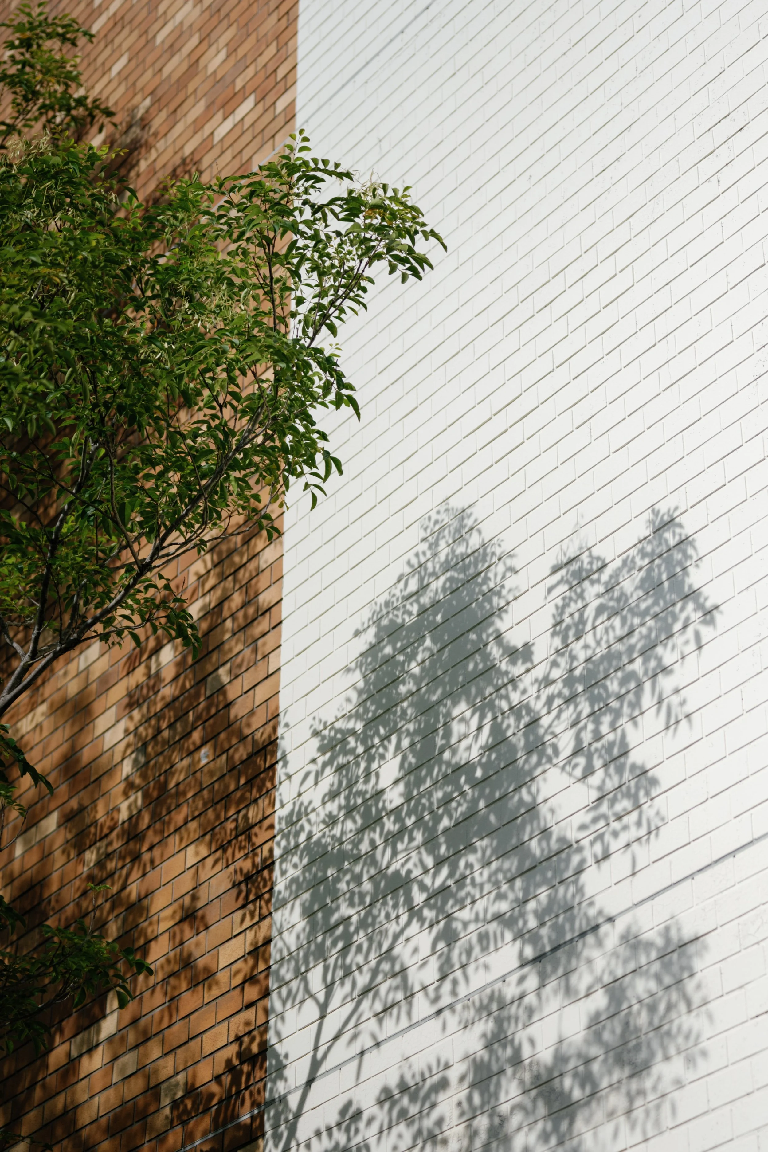 白いレンガの壁に木の影が映っている写真