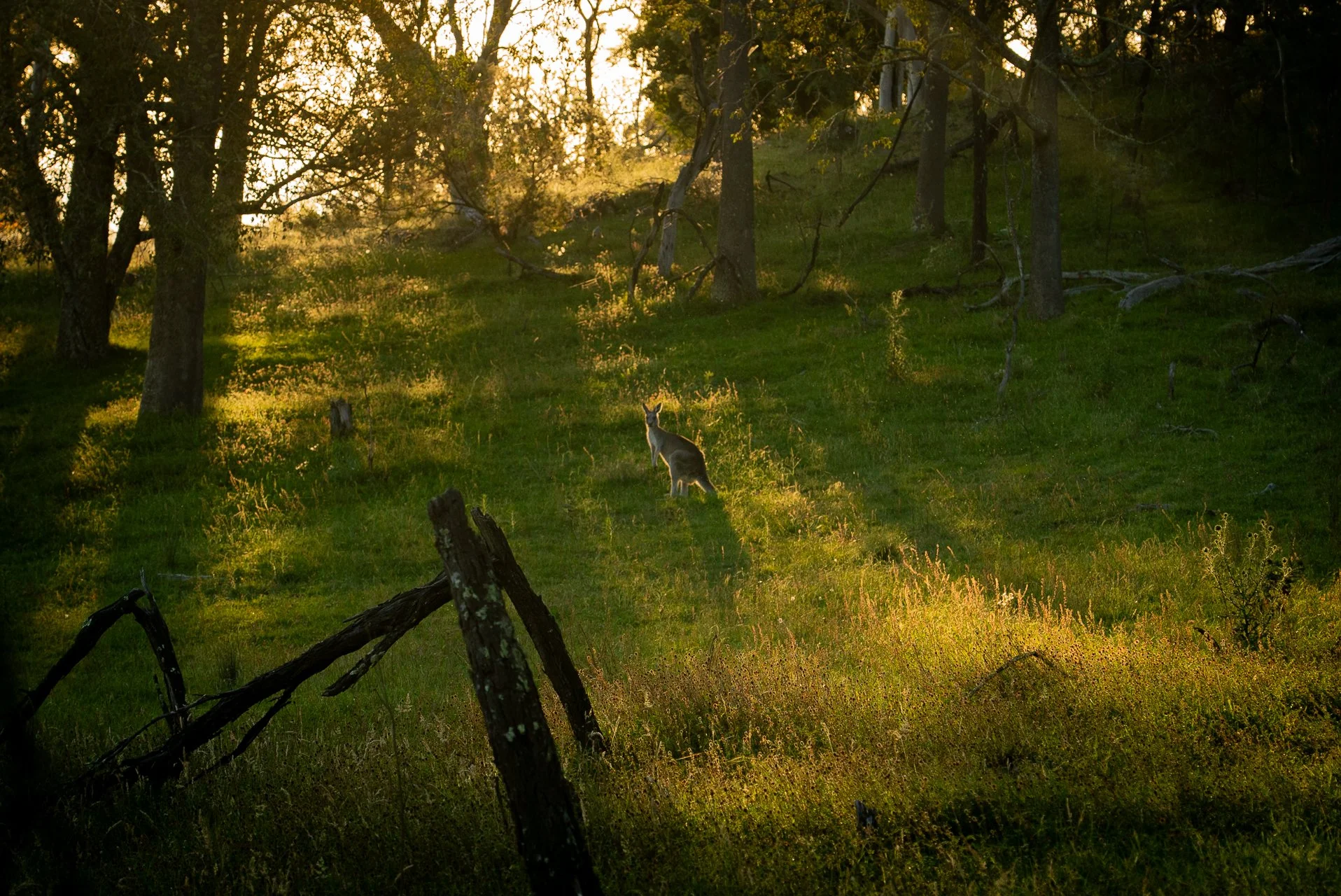 Deer standing in a grassy forest clearing at sunset, with trees and sunlight filtering through the branches.