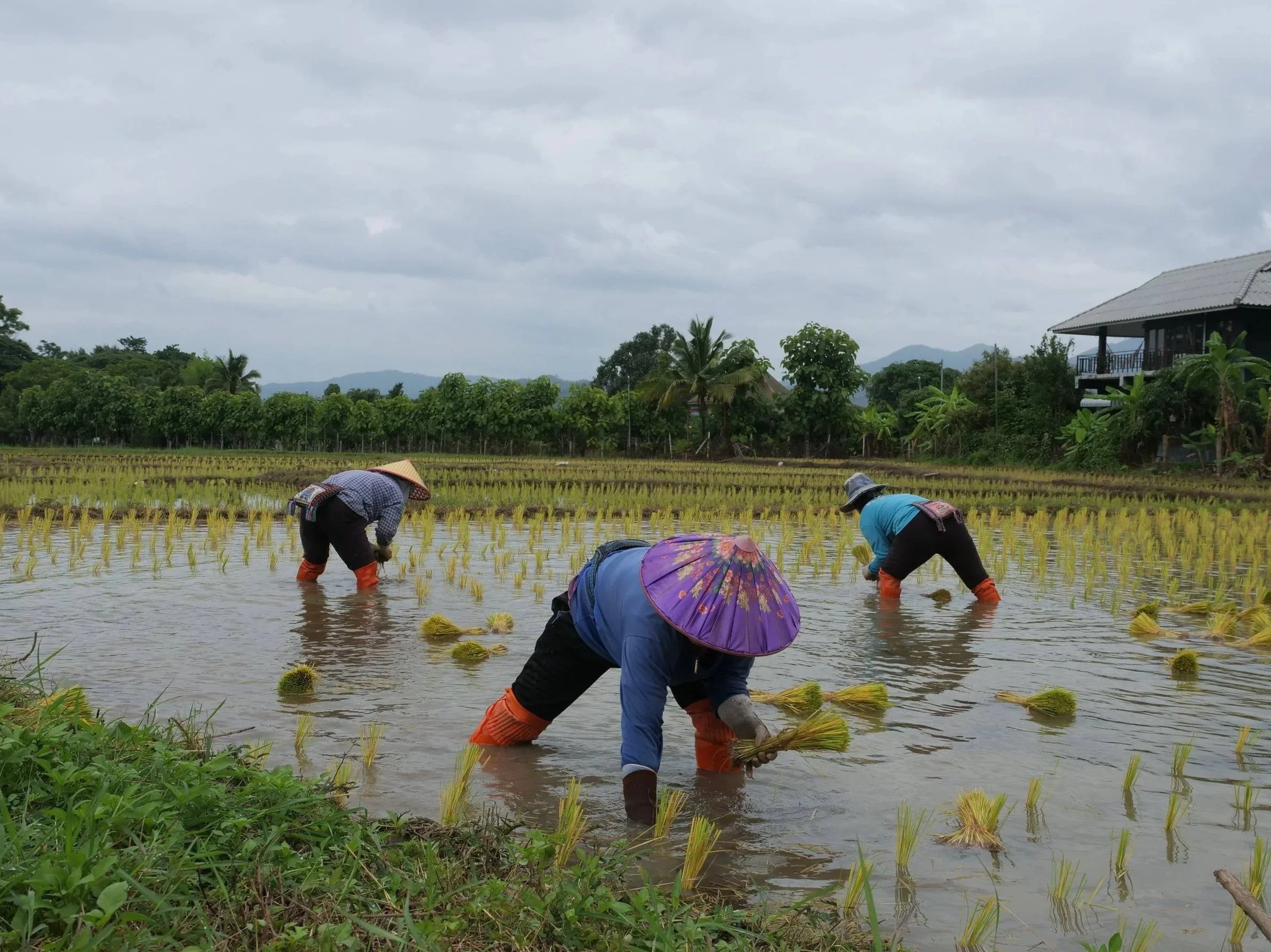 Farmers planting rice in a flooded paddy field on a cloudy day.