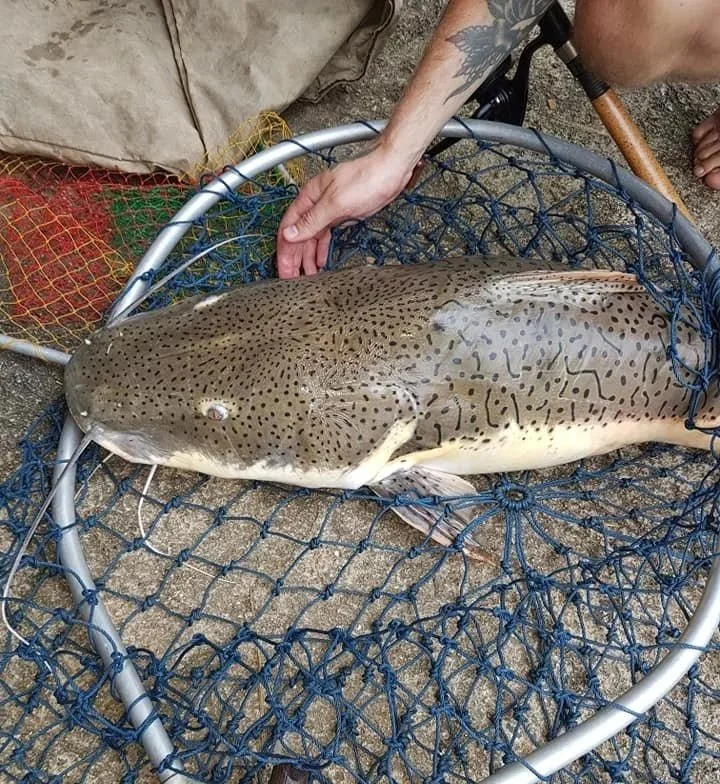 A person holding a spotted fish in a blue fishing net on the ground.