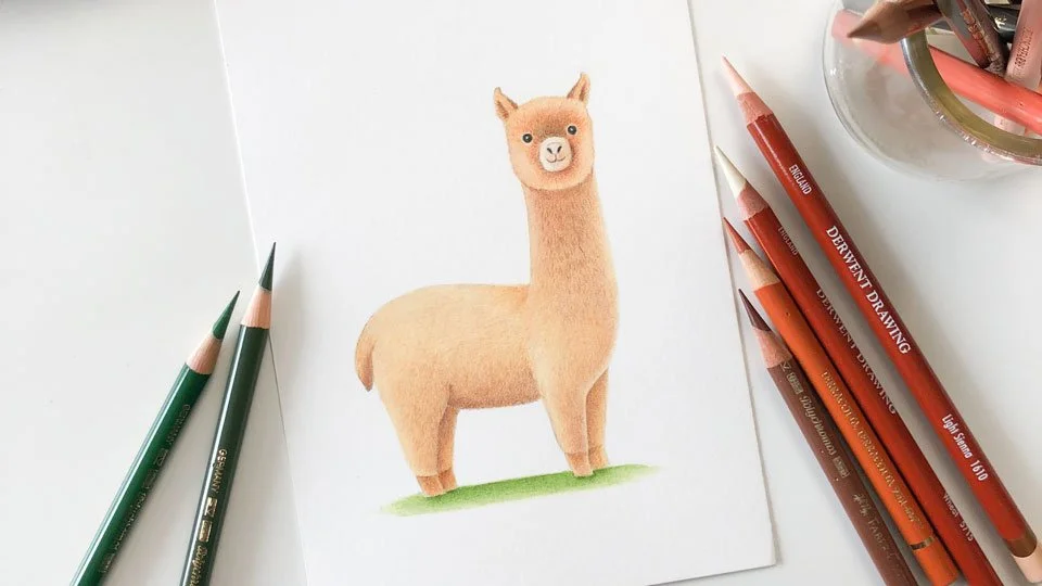 色鉛筆動物繪：可愛風羊駝