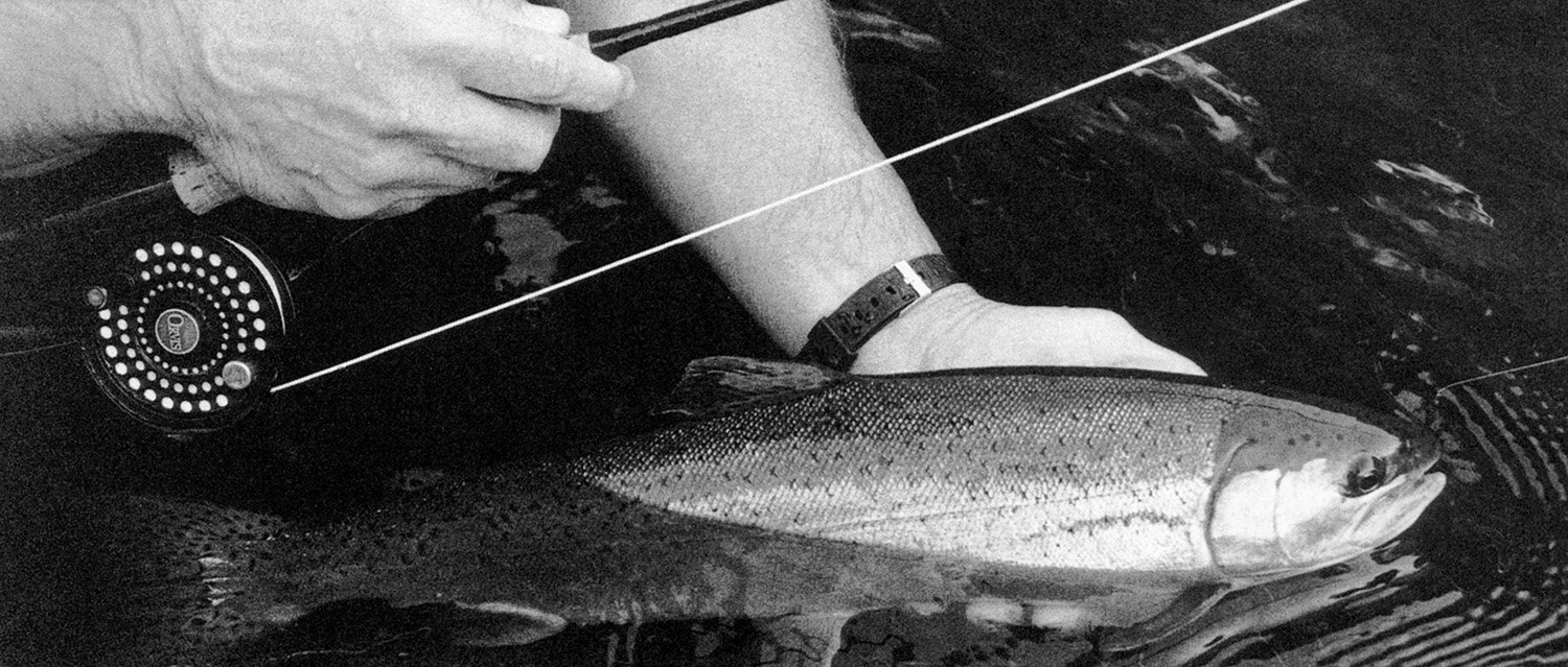 An image of a mature, first-spawning Klamath River Steelhead