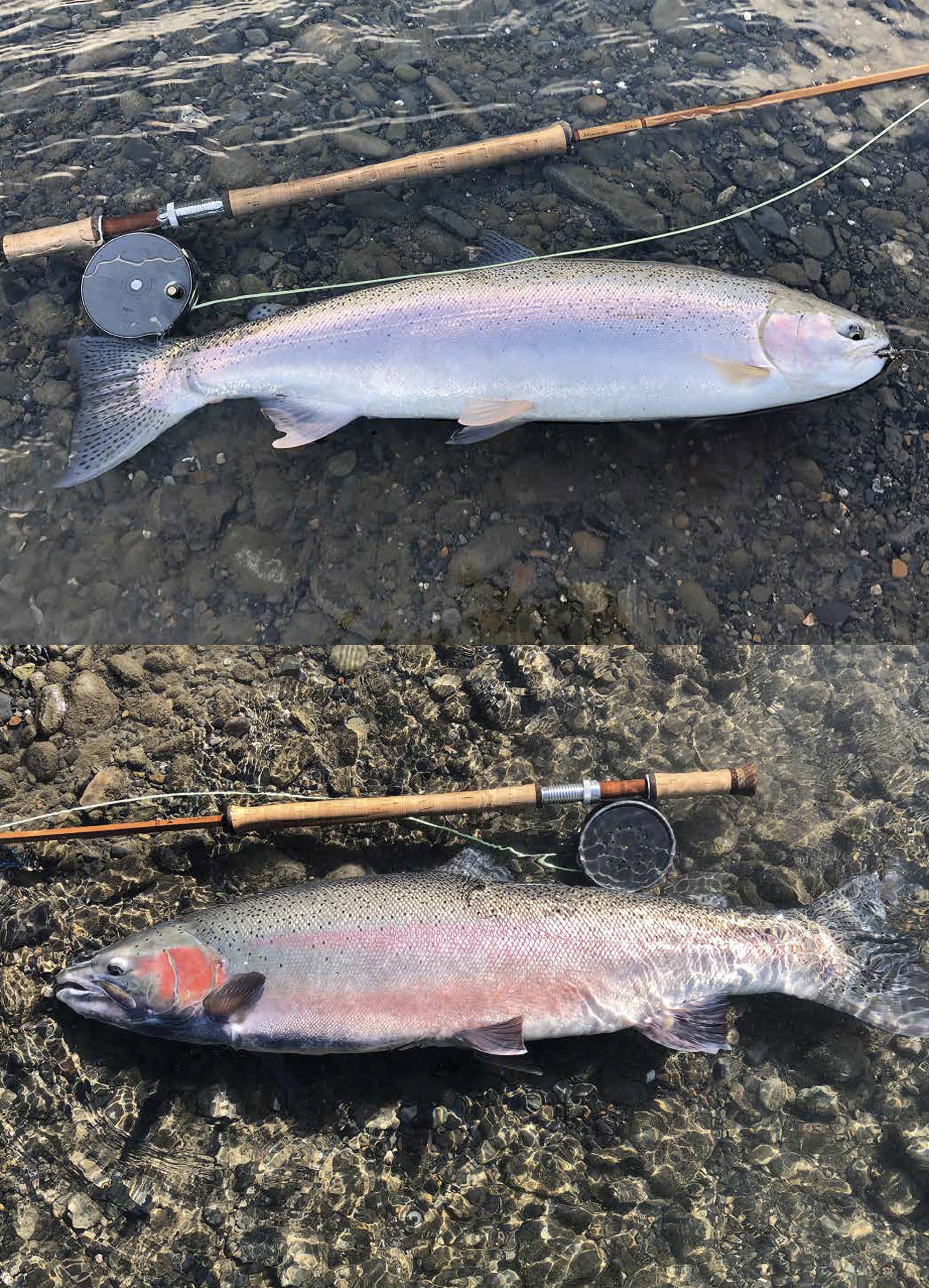 Female and male steelhead from the Skeena River showing spawning condition differences