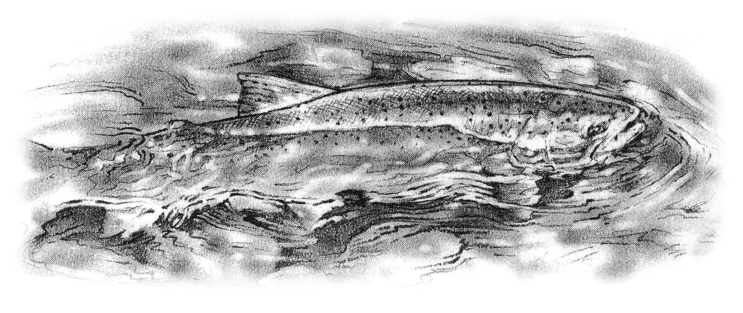 Graphite drawing of a steelhead trout holding in current, illustrating holding water behavior in a river