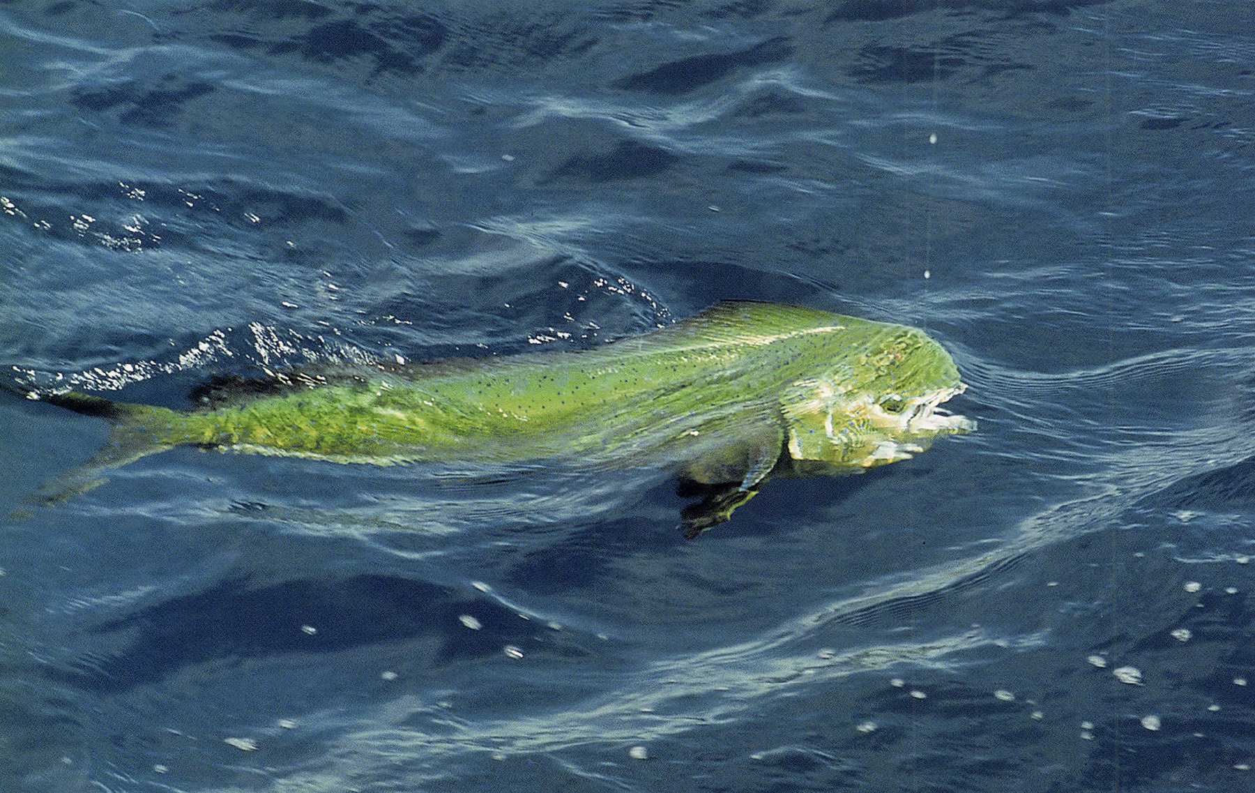 Dorado of the Sea of Cortez