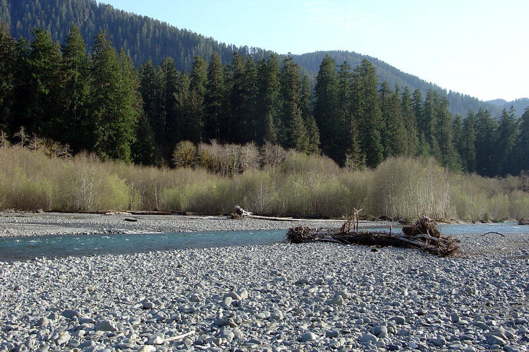 Hoh River Steelhead: The Scales Tell the Story