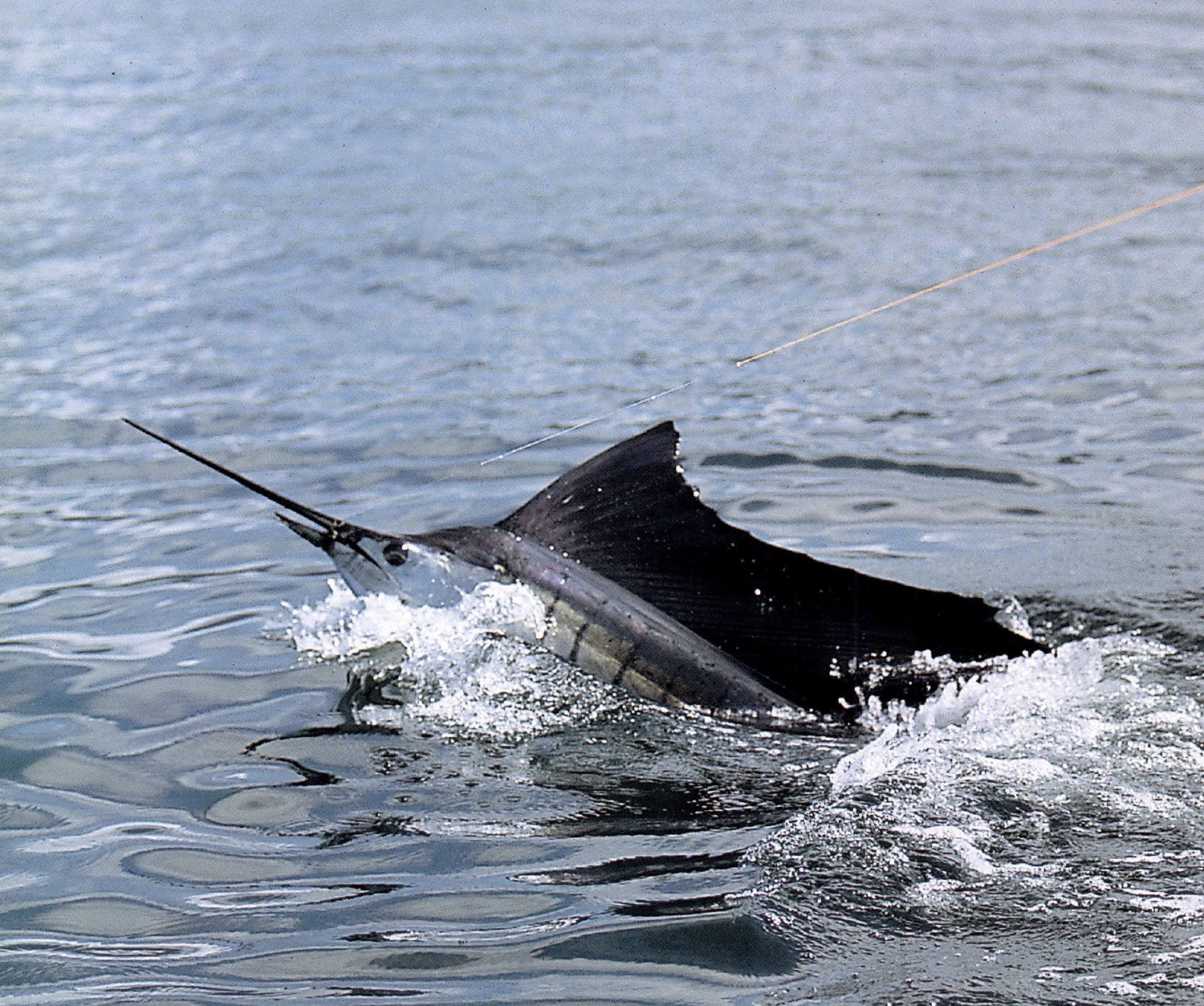 Pacific Sailfish: Costa Rica’s Bluewater Acrobat