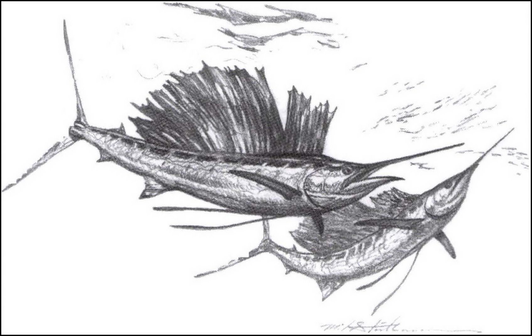 Bluewater Fly Fishing: Pacific Sailfish
