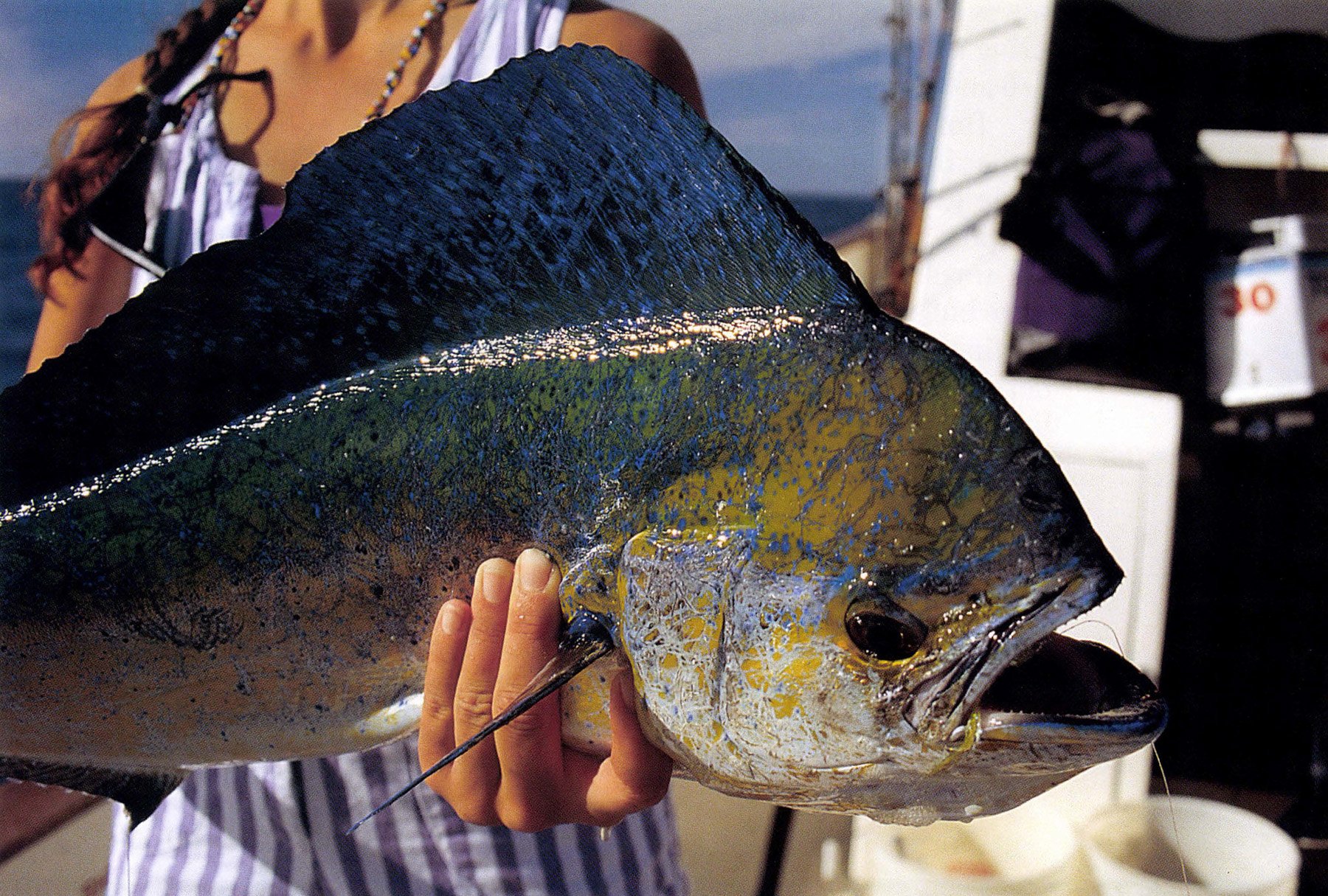 Image of bull dorado caught of Thetis Bank, Baja California