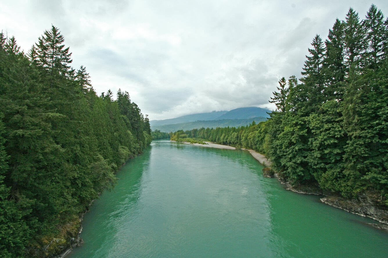 Skagit River showing a wide run with forested banks, where steelhead tend to return to the same areas year after year.
