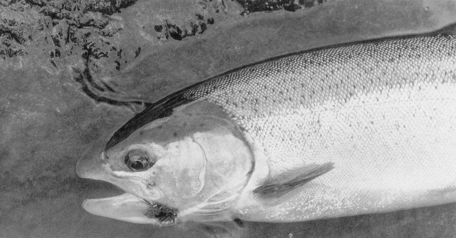 An Idaho “A” steelhead and a Night Dancer.