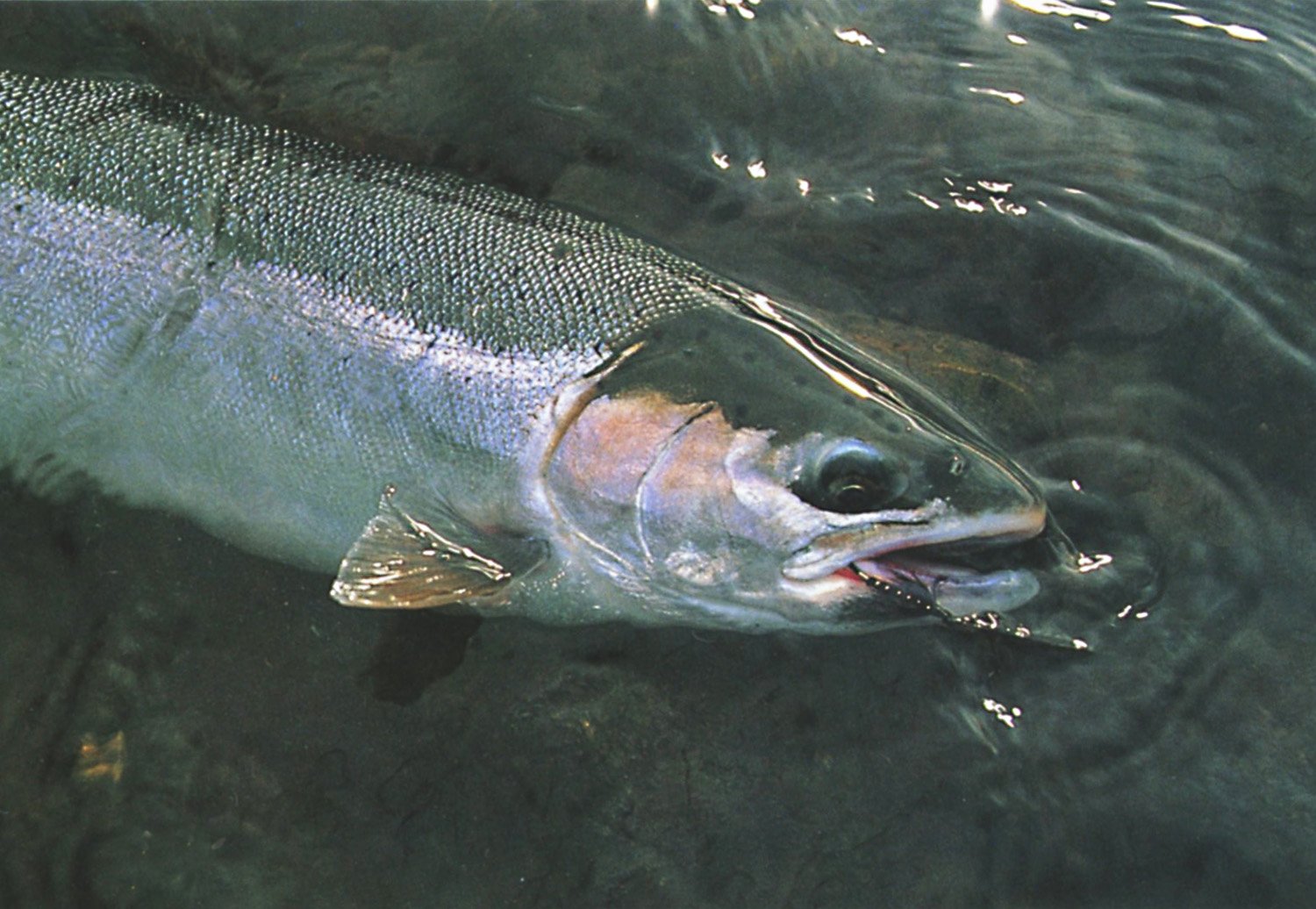 image of deschutes river buck, six pounds, landed in August
