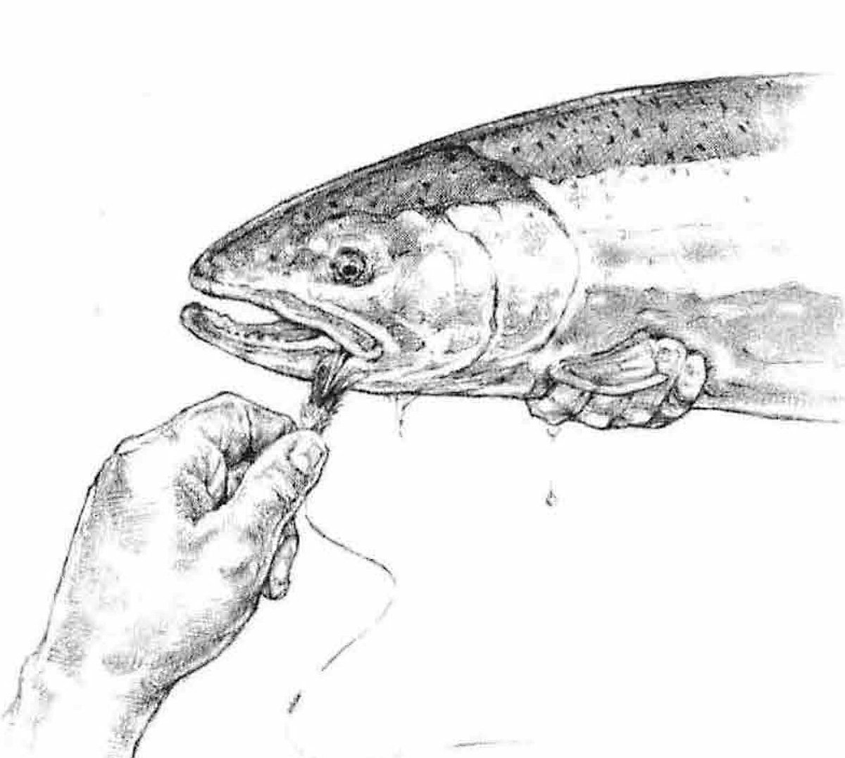 Steelhead trout illustration, graphite drawing from Steelhead Fly Fishing (1992) fly fishing book