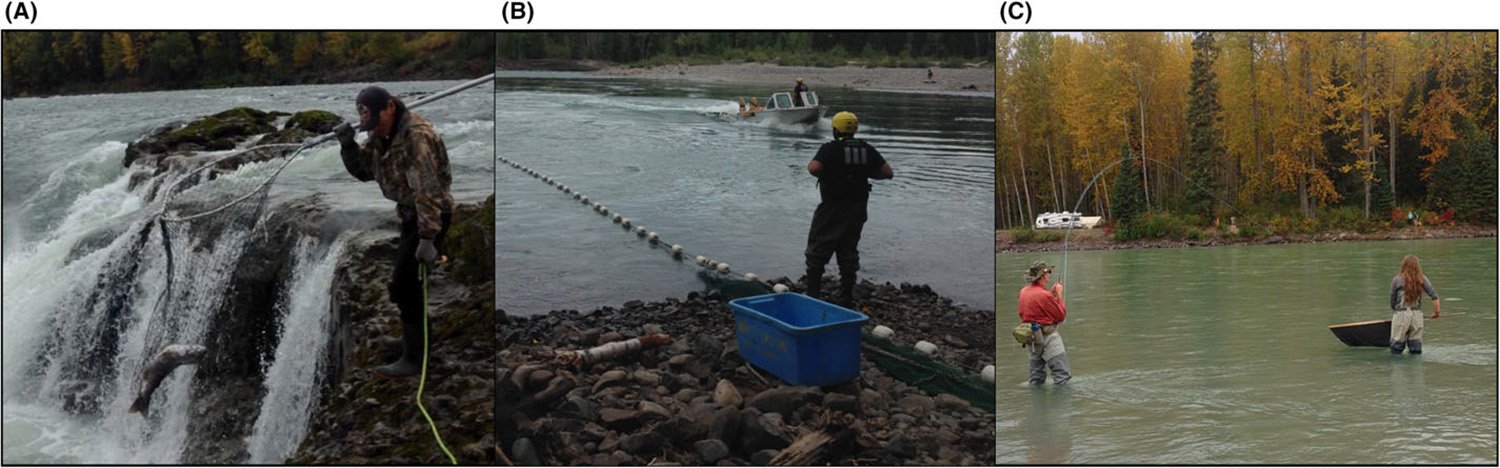 hotographs showing steelhead capture by (A) dip net, (B) beach seine, and (C) recreational angling on the Bulkley River, British Columbia