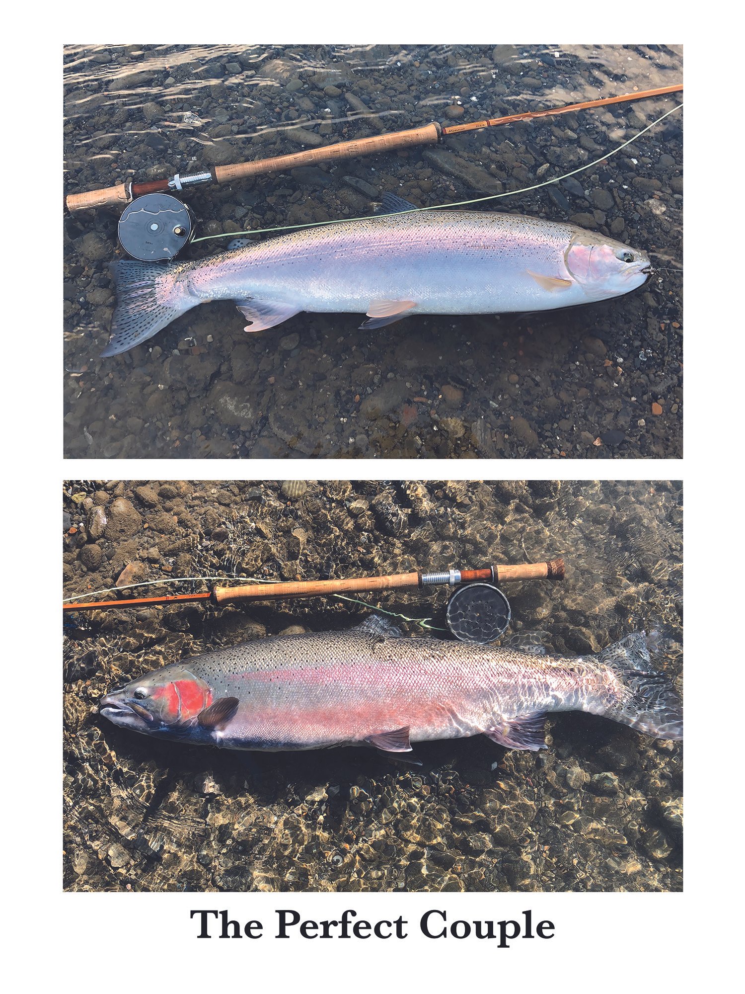 An image of two steelhead, a buck, and a hen, from the Skeena River system