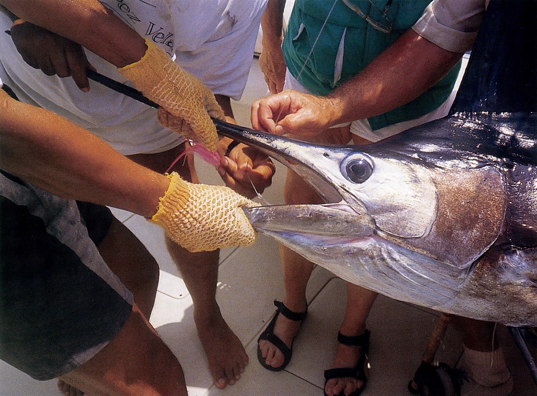 The mate removes a Pink Squid popper from a Pacific sailfish that was hooked both in the lower jaw