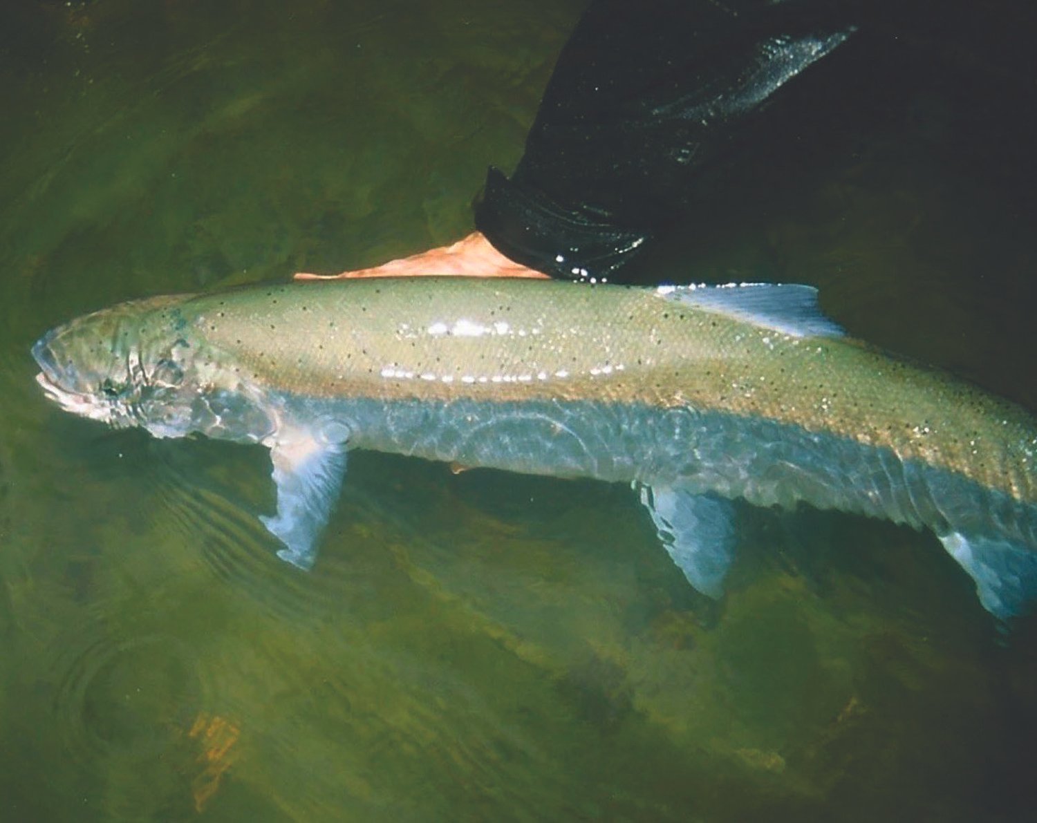 Image of steelhead being released by angler