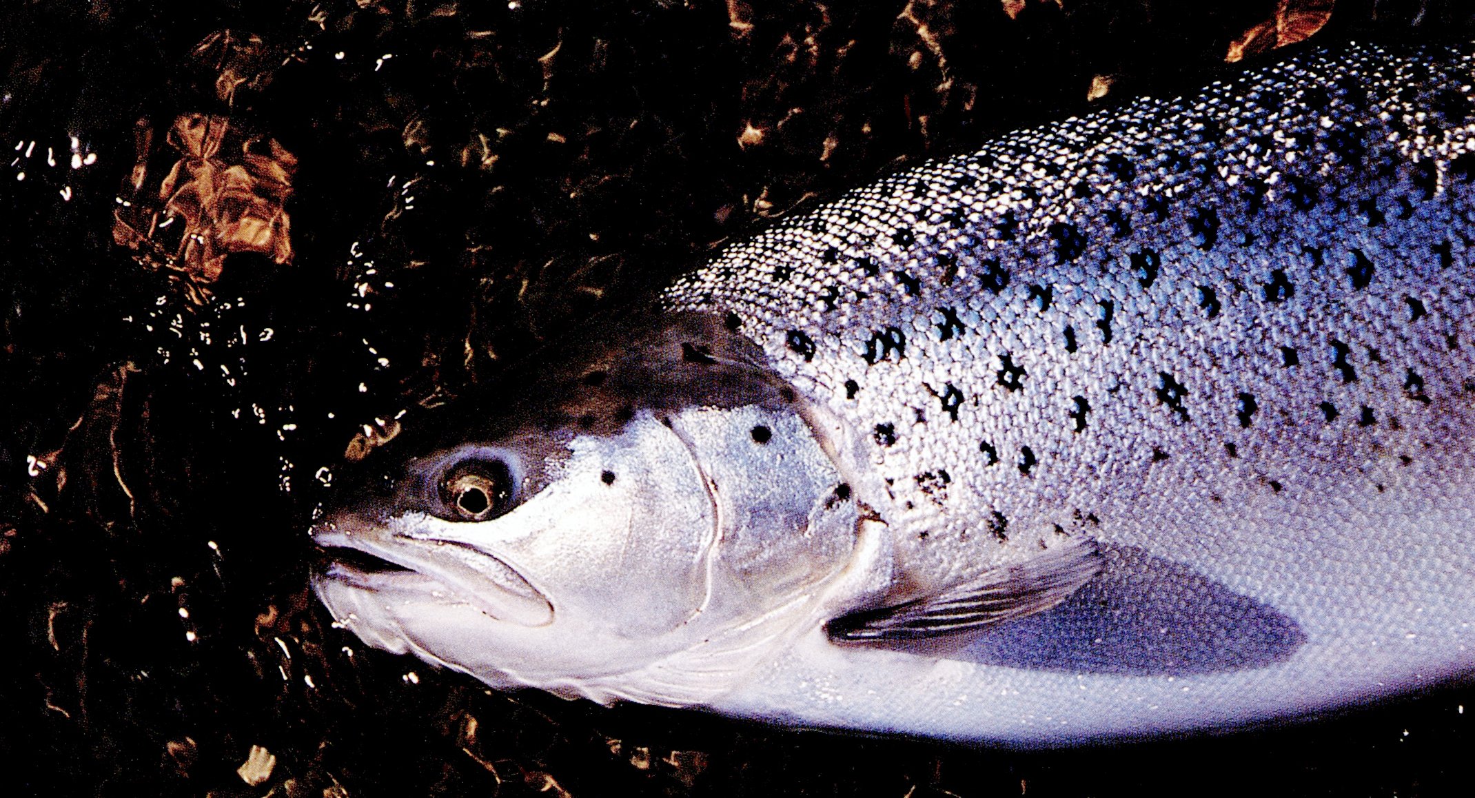 The epitome of sea-run brown.