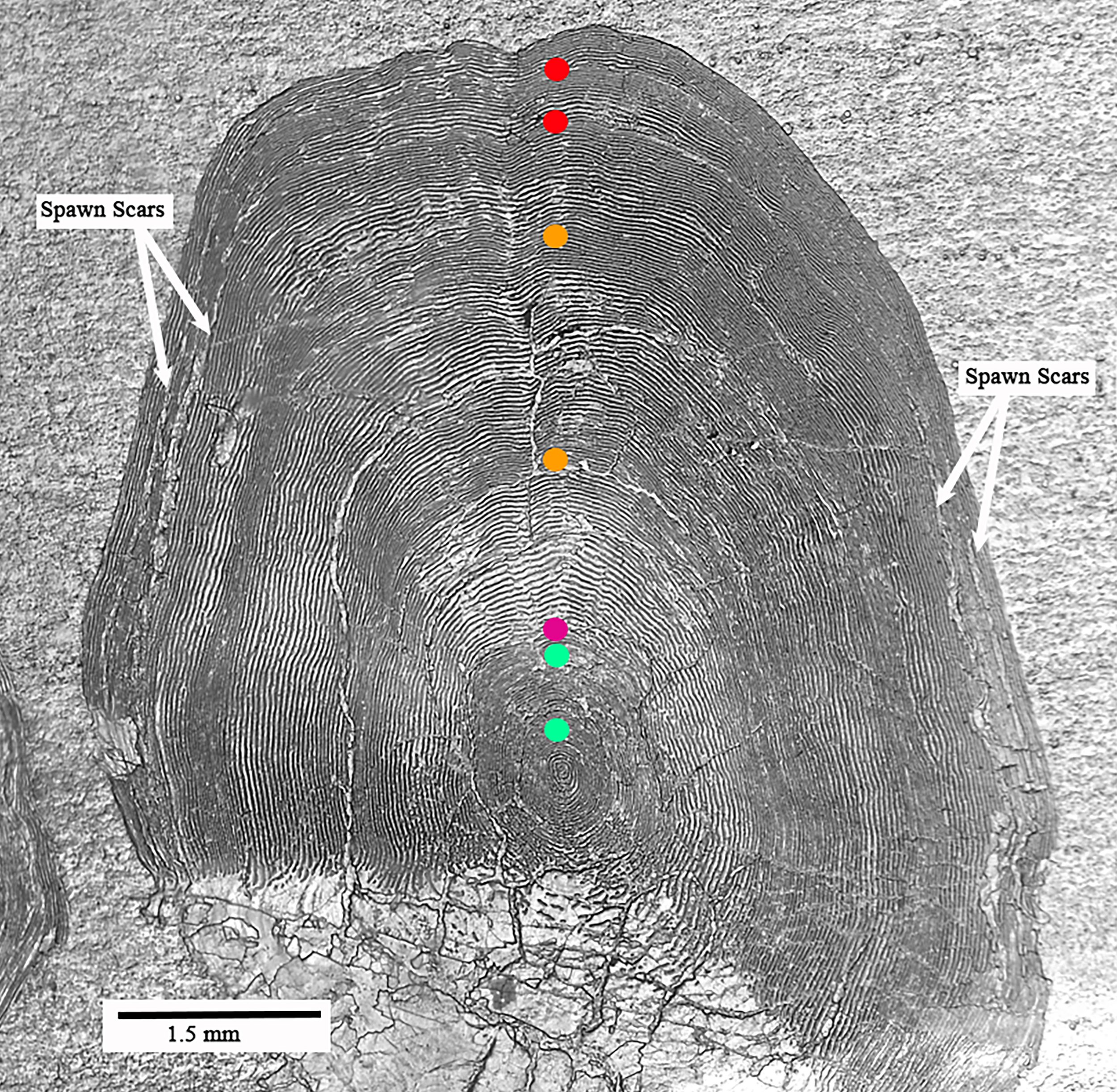 An image of steelhead scales and spawning scars