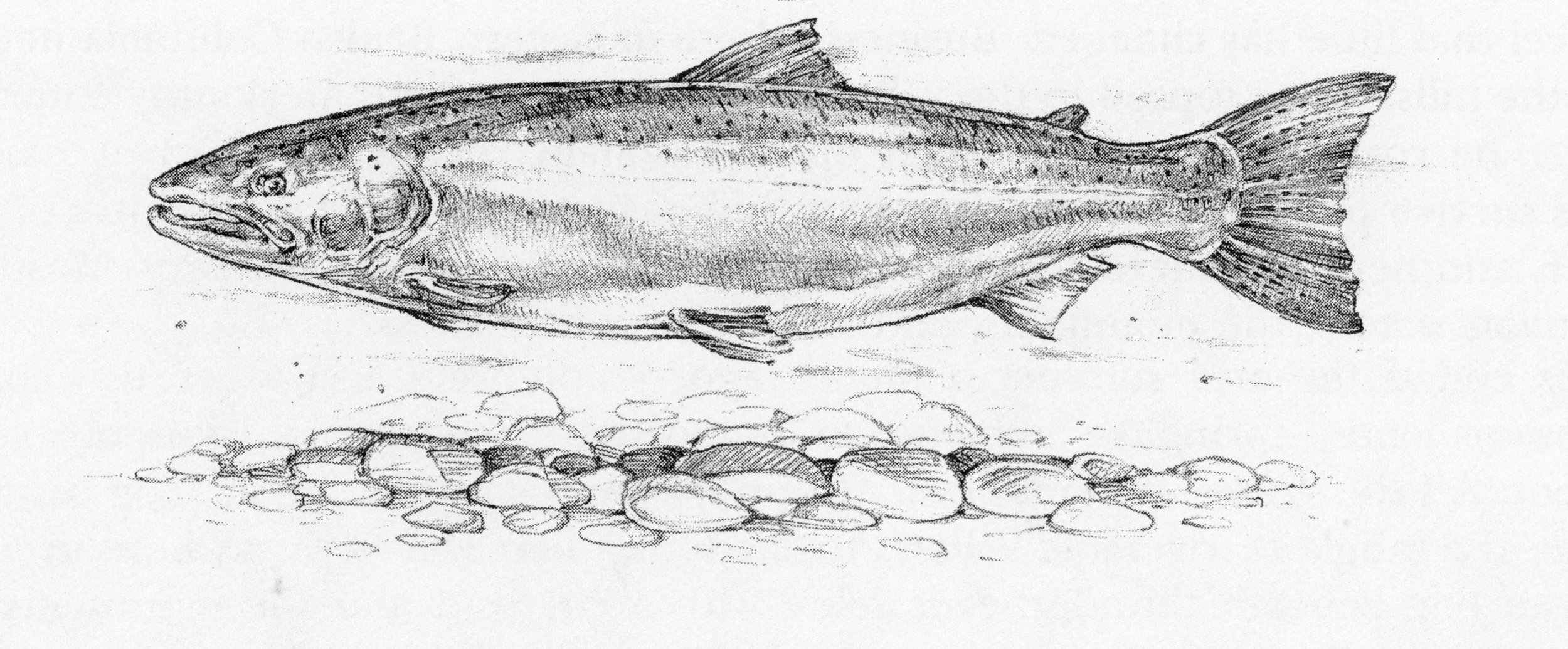 thompson river chapter graphic from steelhead fly fishing by trey combs