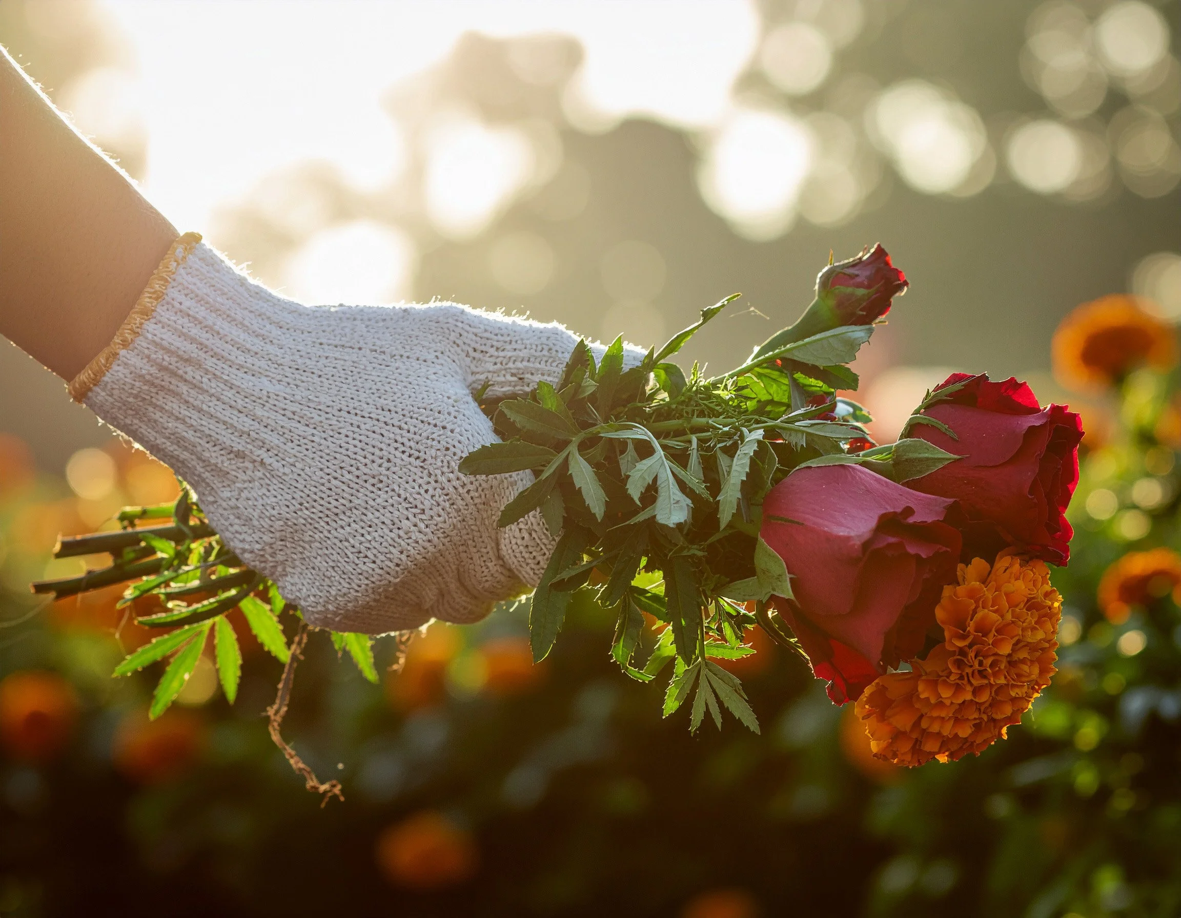 De la granja a tu jarrón: La historia detrás de una flor local.