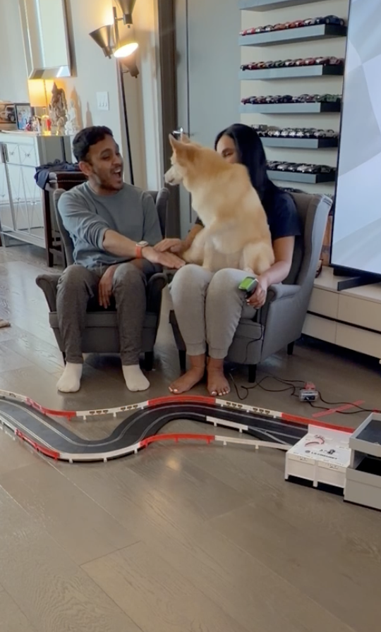 A man and woman sitting on a couch playing with a large, fluffy dog that is sitting on the woman's lap. In front of them is a toy race track on the floor, with a remote control nearby. The room has a cozy, modern decor with a display shelf of model cars and a TV.