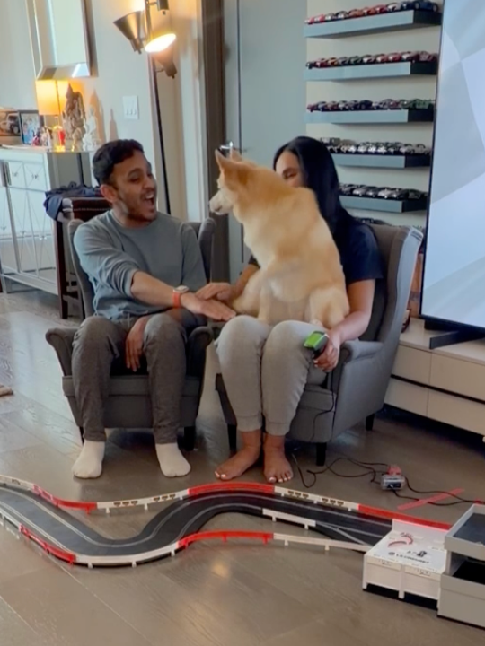 Two children, a boy and a girl, sitting on a gray couch and playing with a large, fluffy golden retriever dog. The boy is smiling and holding the dog's front paw, while the girl is holding a green remote in her hand. A toy race track is on the floor in front of them, and a shelf with model cars is in the background.