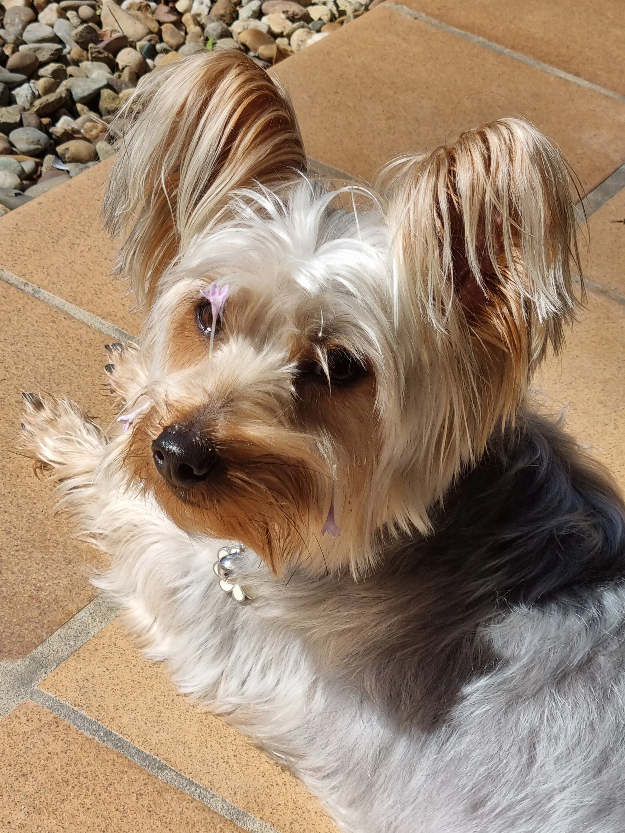 Talas Flowered Face.jpg