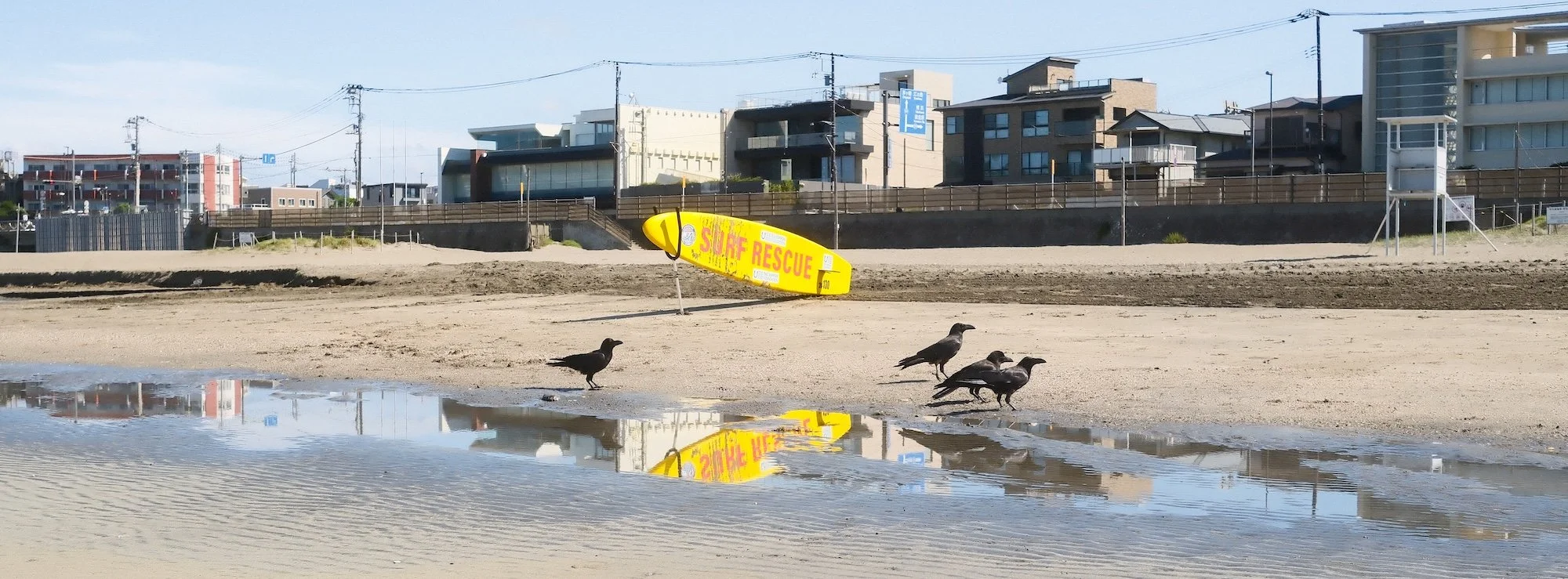 A beach scene with five seagulls standing near a shallow puddle on the sand, a yellow surf rescue board leaning against the sand, and residential buildings and power lines in the background.