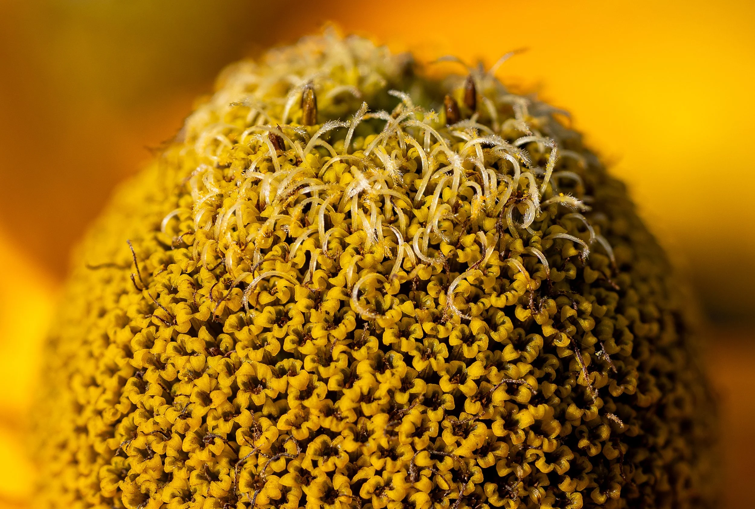 Sin título-1-6-4.jpg