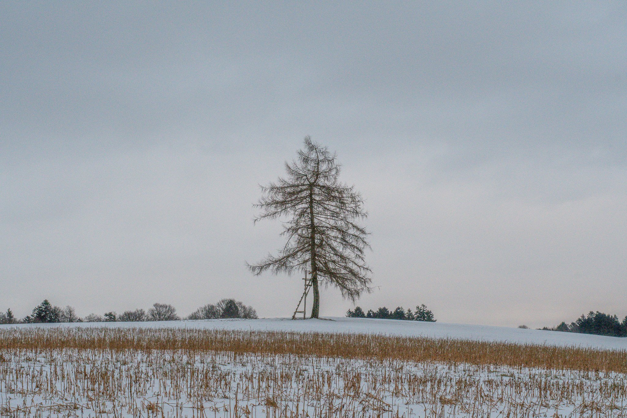 DSC_0765-2.jpg