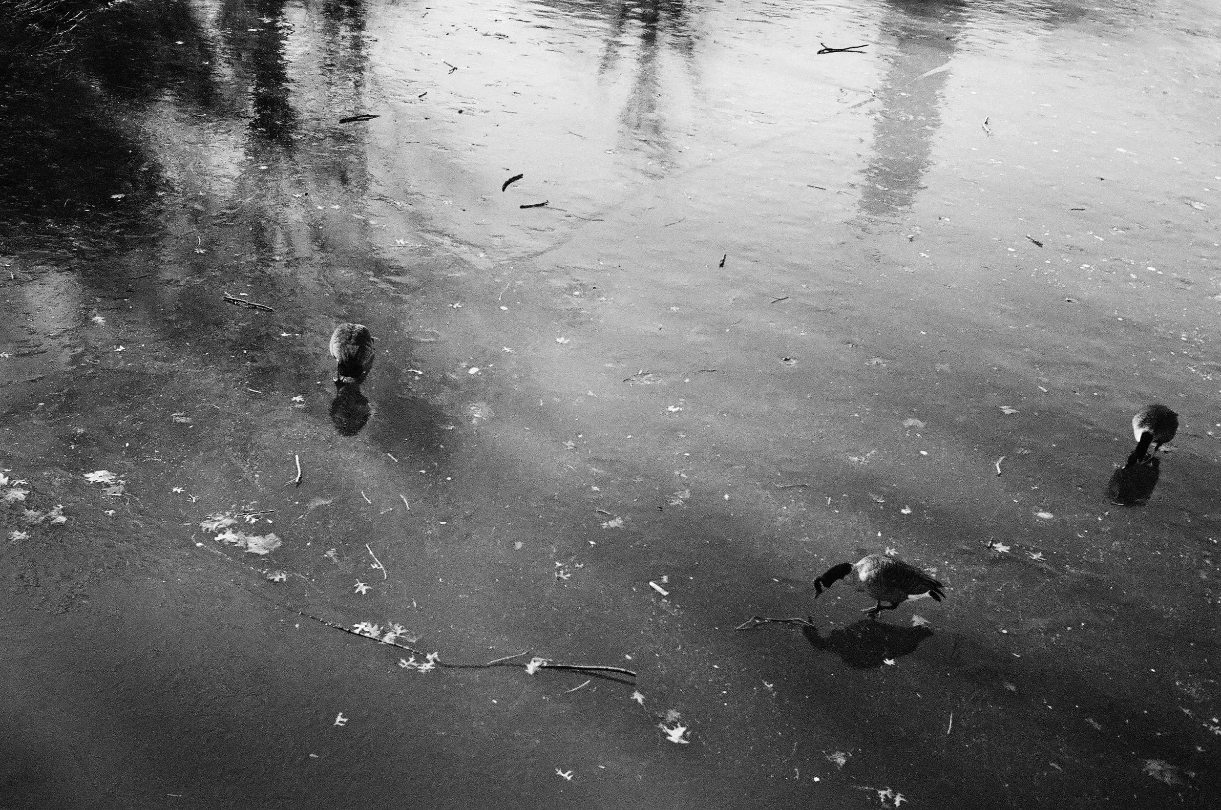 NYC DEC 25-10-2.jpg