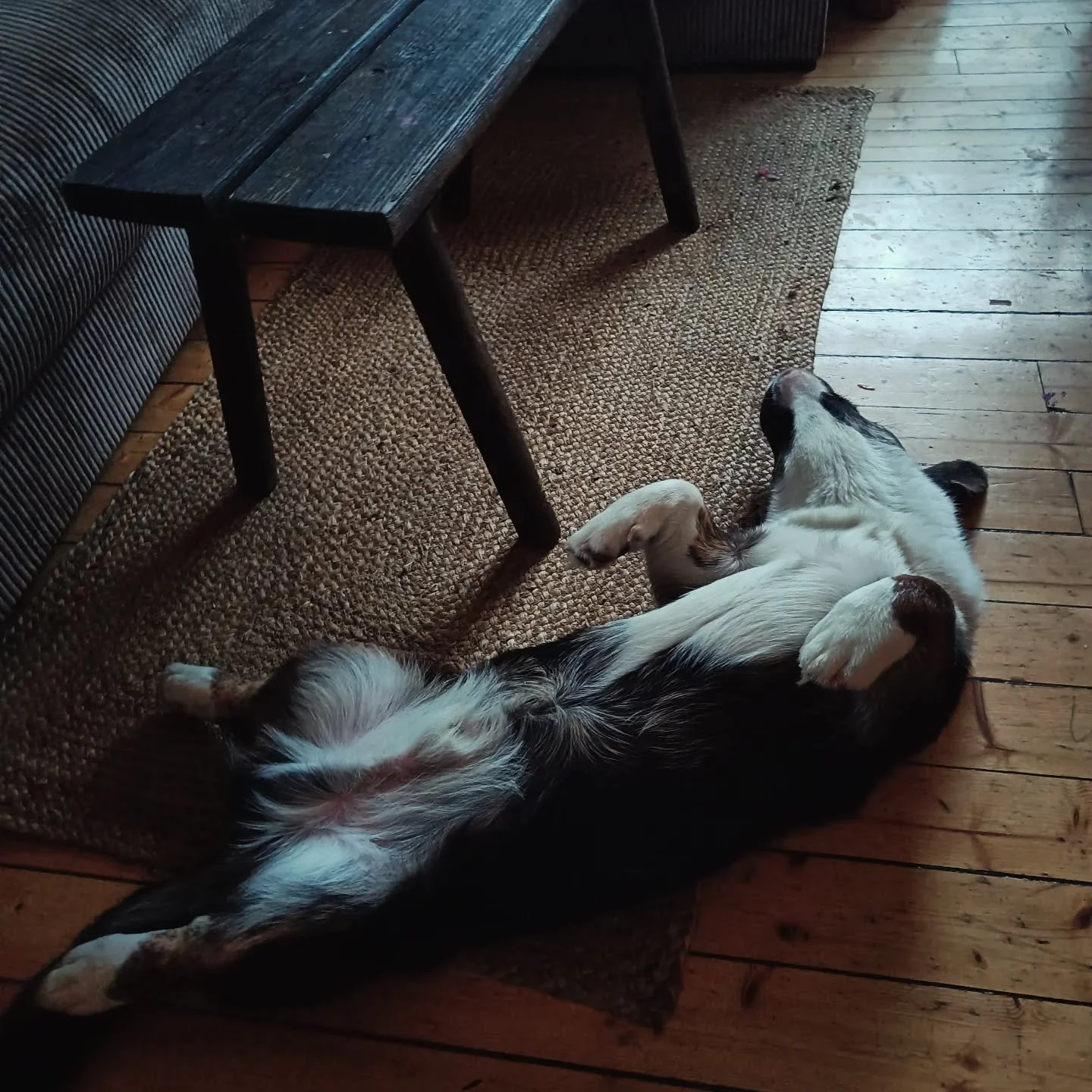 Dagbok: Finns det n&aring;got tryggare &auml;n en hund som sover?
Med Emils int&aring;g i v&aring;ra liv p&aring;minns jag. 
&Auml;r det inte konstigt hur vi &auml;r hund, katt, h&auml;st, reptil eller n&aring;got annat djur-m&auml;nniskor? 
Jag har 